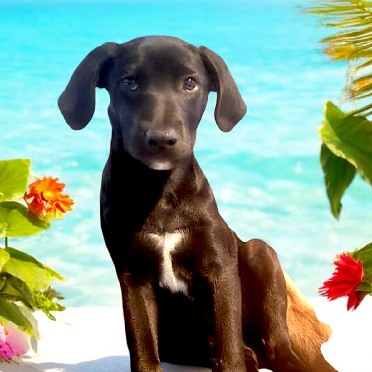 Dog for adoption Pickles, a Black Labrador Retriever Mix in Encinitas