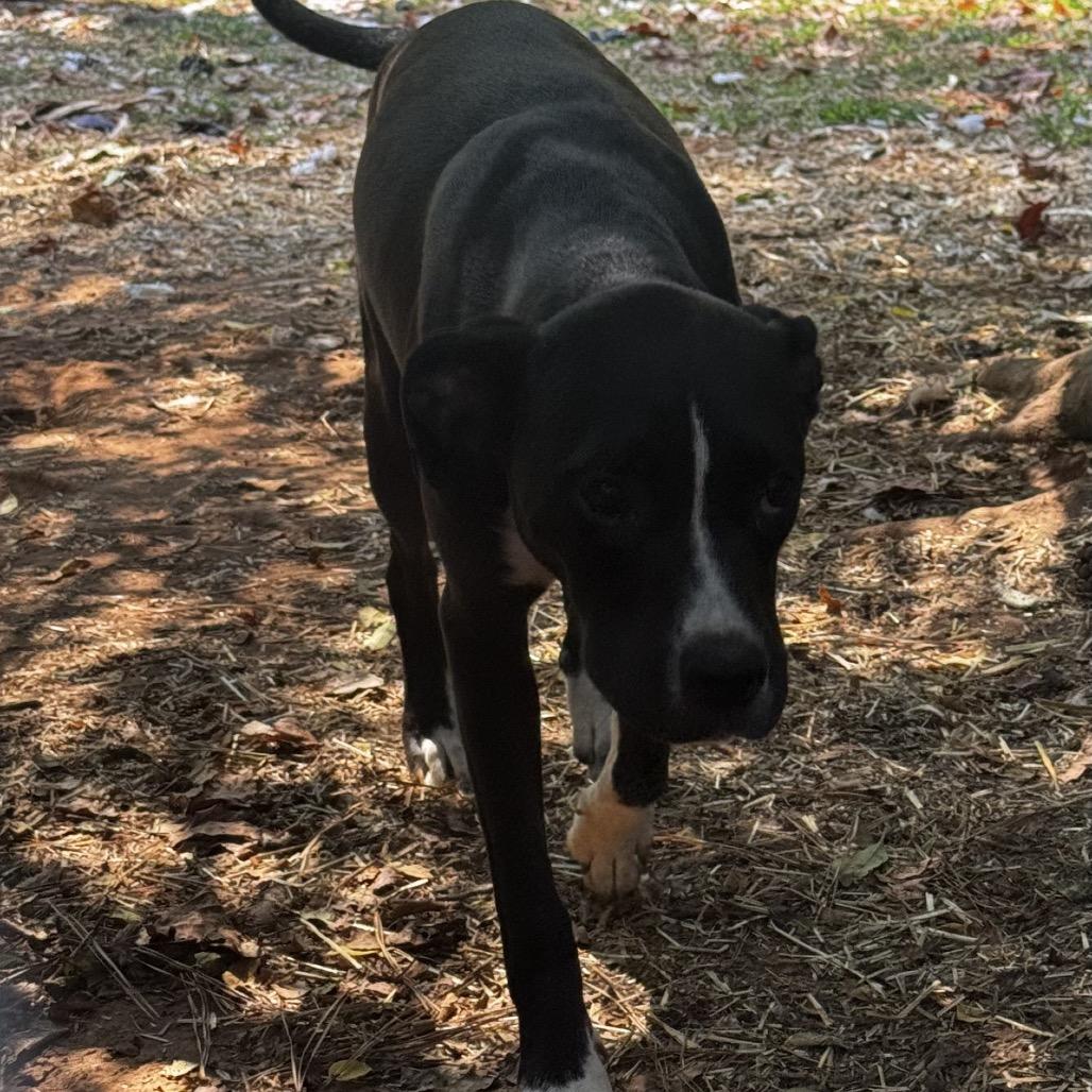 Jeremiah, Adoptable, Young Male Black Labrador Retriever & Mixed Breed.