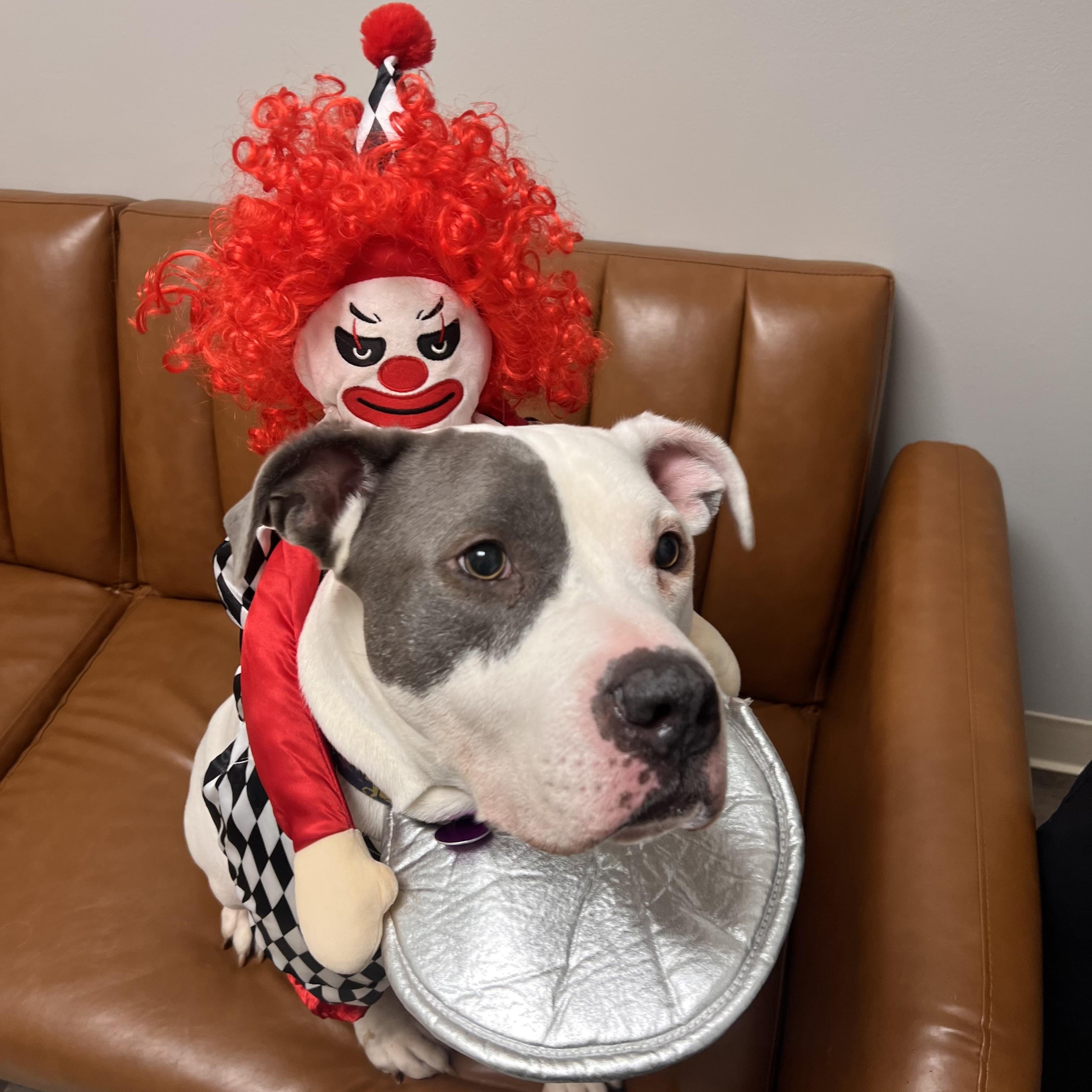 Tony, a Adoptable Pit Bull Terrier in Chicago, IL image 2/6