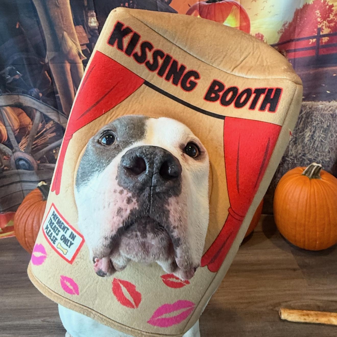 Tony, a Adoptable Pit Bull Terrier in Chicago, IL image 3/6