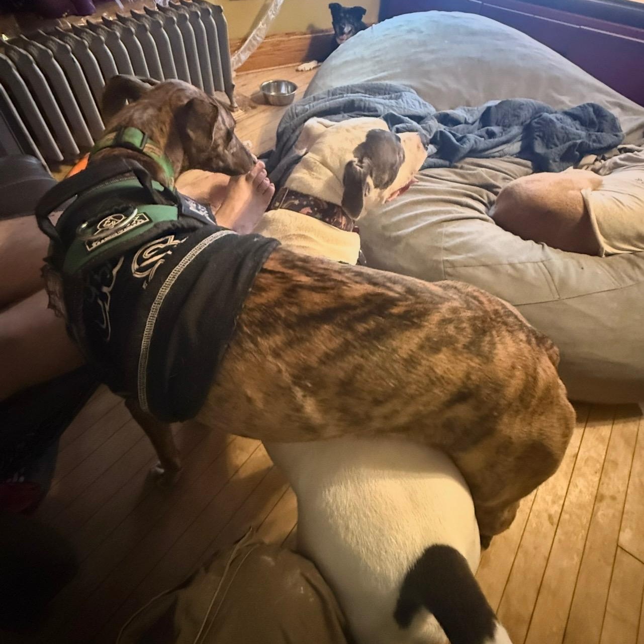 Tony, a Adoptable Pit Bull Terrier in Chicago, IL image 4/6