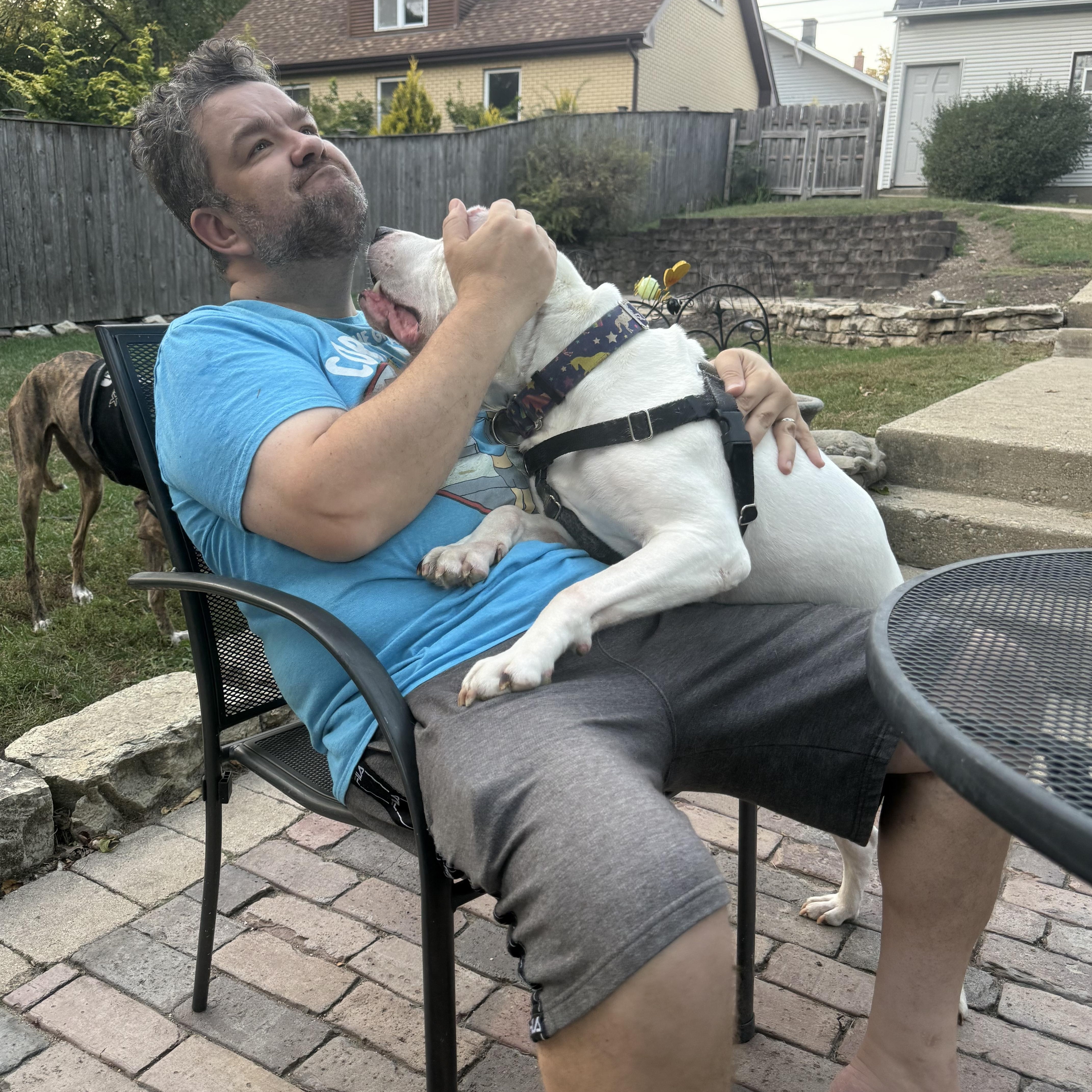 Tony, a Adoptable Pit Bull Terrier in Chicago, IL image 5/6