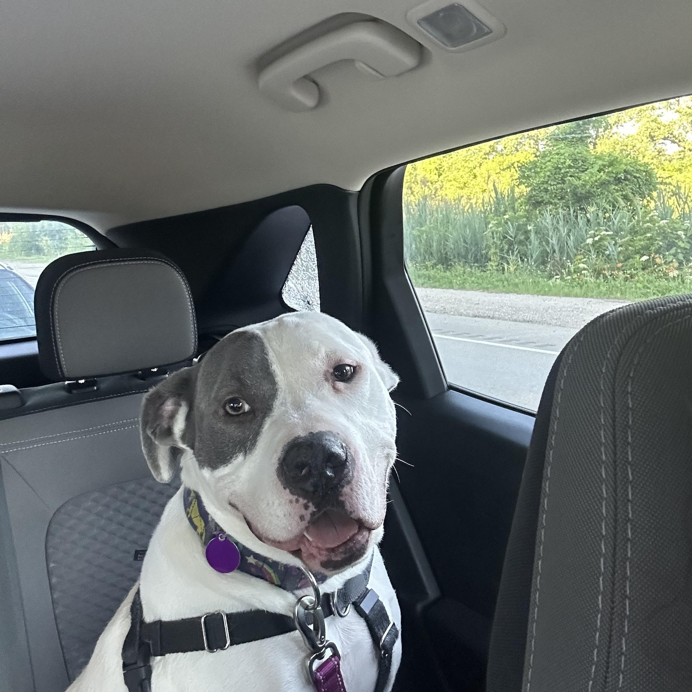 Tony, a Adoptable Pit Bull Terrier in Chicago, IL image 6/6