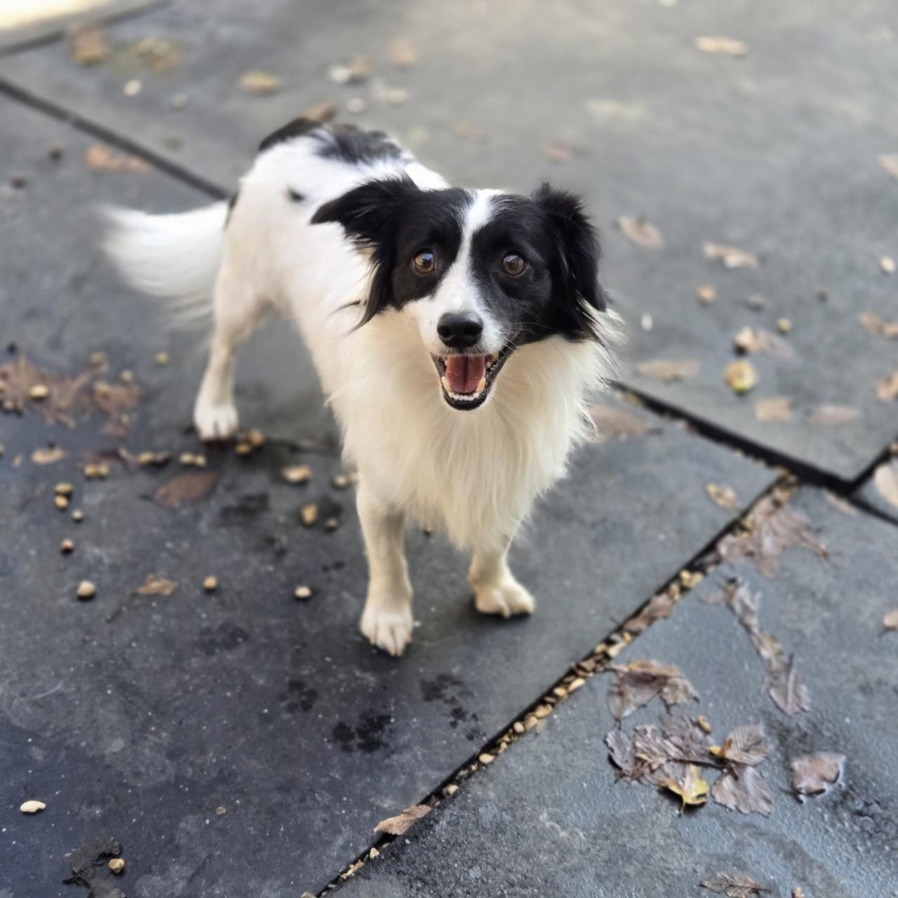 Brave Heart, ADOPTABLE, Adult Male Rat Terrier.