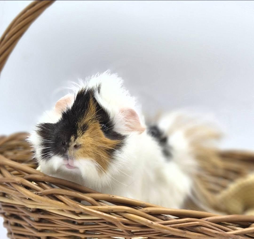Enlarge Acorn & Pinecone, a ADOPTABLE mixed breed in Angleton, TX image 2/4