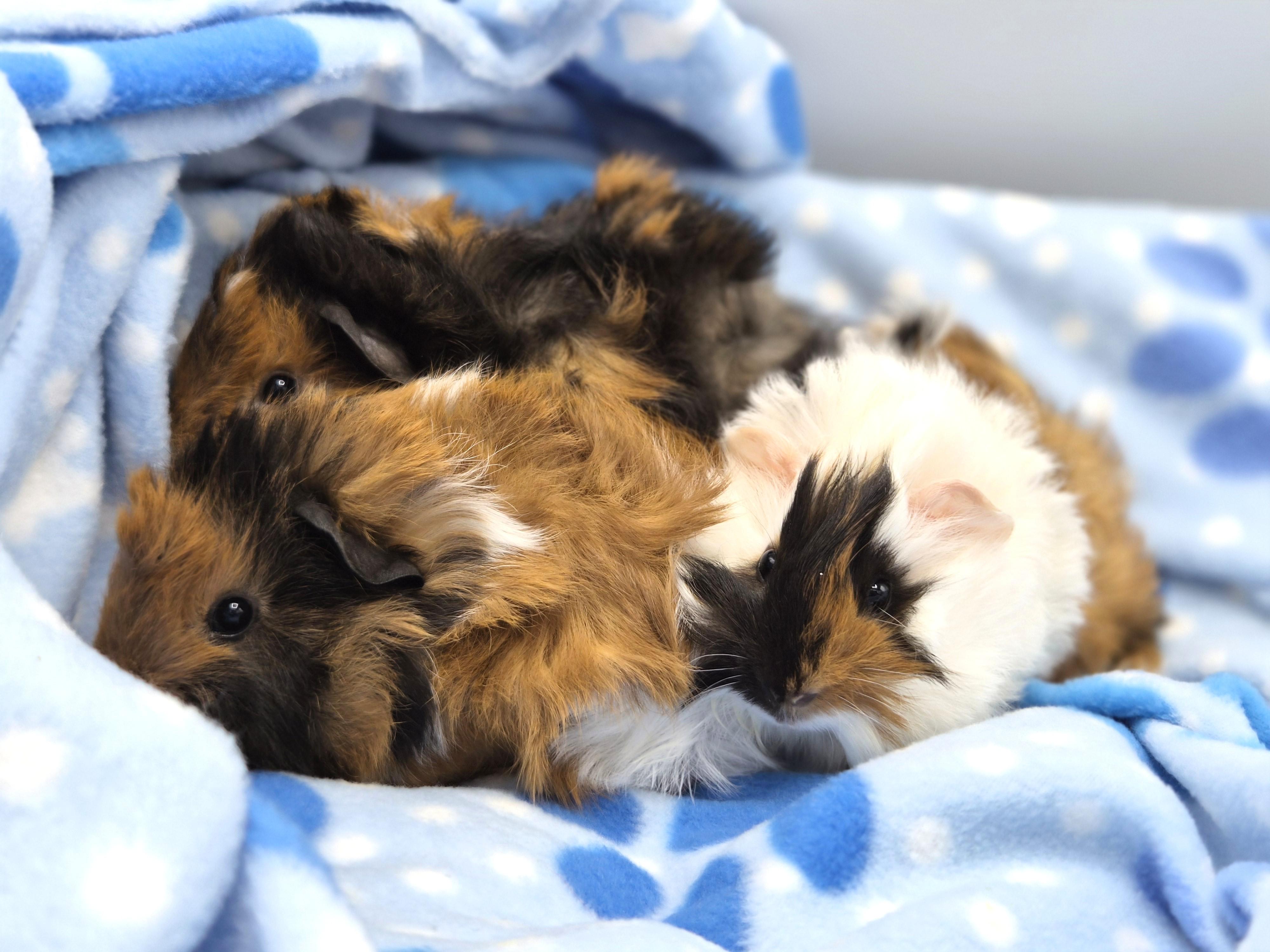 Enlarge Baby Boy Guinea Pigs, a ADOPTABLE mixed breed in Angleton, TX image 1/4
