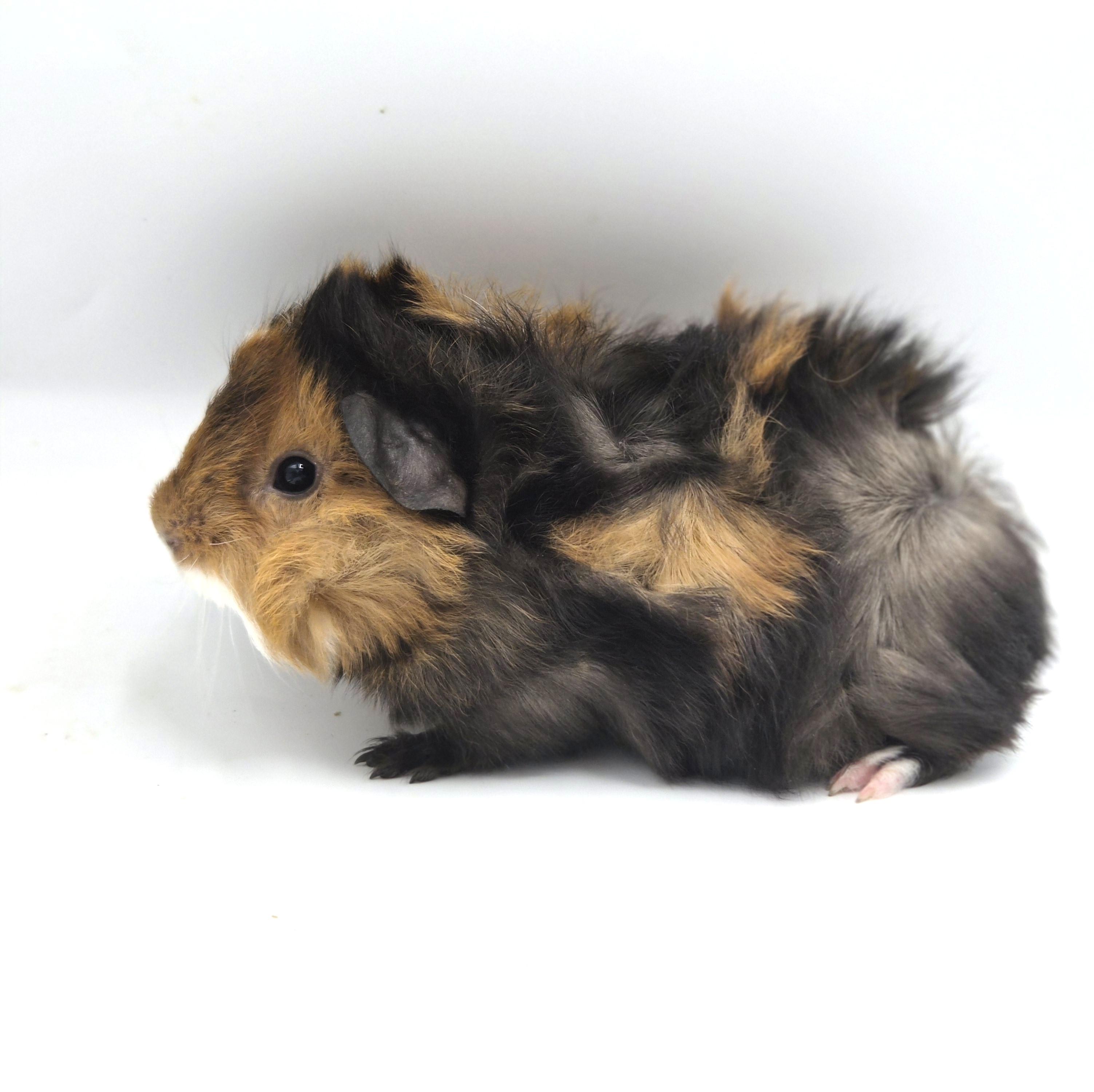 Enlarge Baby Boy Guinea Pigs, a ADOPTABLE mixed breed in Angleton, TX image 4/4