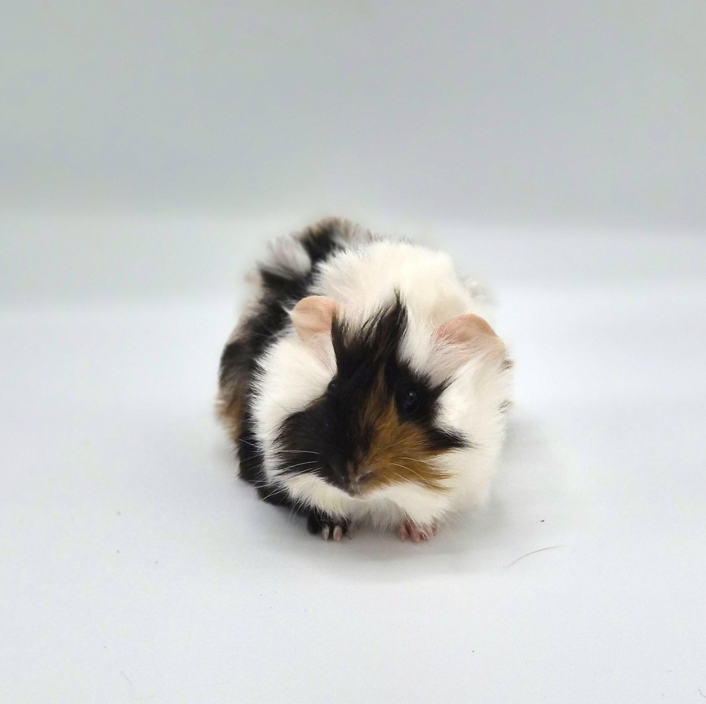 Enlarge Baby Boy Guinea Pigs, a ADOPTABLE mixed breed in Angleton, TX image 2/4