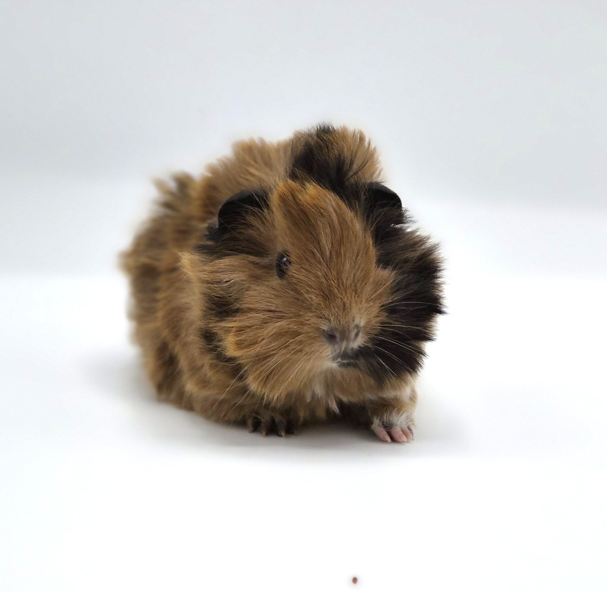 Enlarge Baby Boy Guinea Pigs, a ADOPTABLE mixed breed in Angleton, TX image 3/4