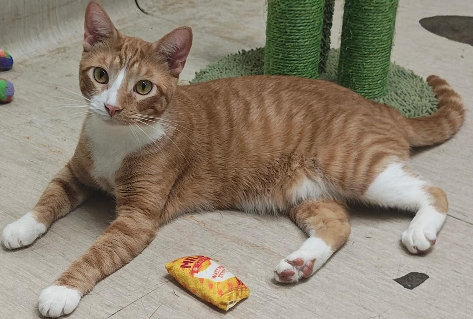 Pooh Bear, Adoptable, Adult Male Domestic Short Hair.