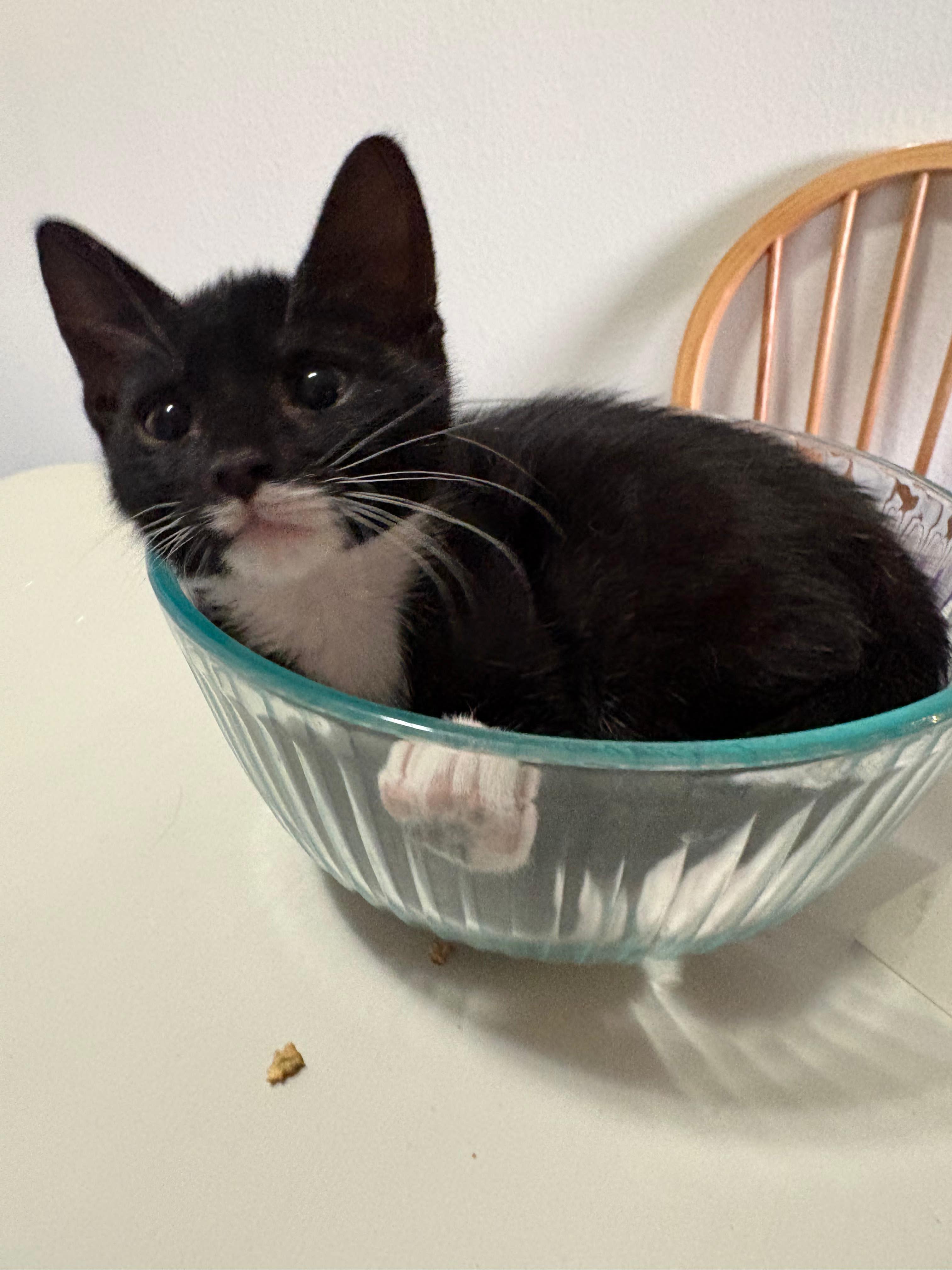 Prince Florian, Adopted, Young Male Domestic Short Hair.
