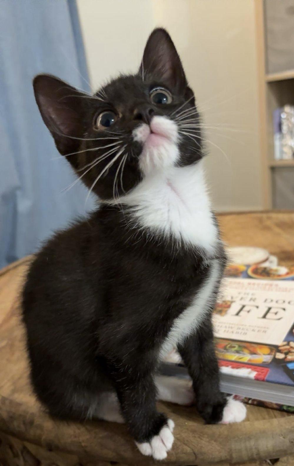 Enlarge Prince Florian, a Adopted Domestic Short Hair in St Petersburg, FL image 2/4