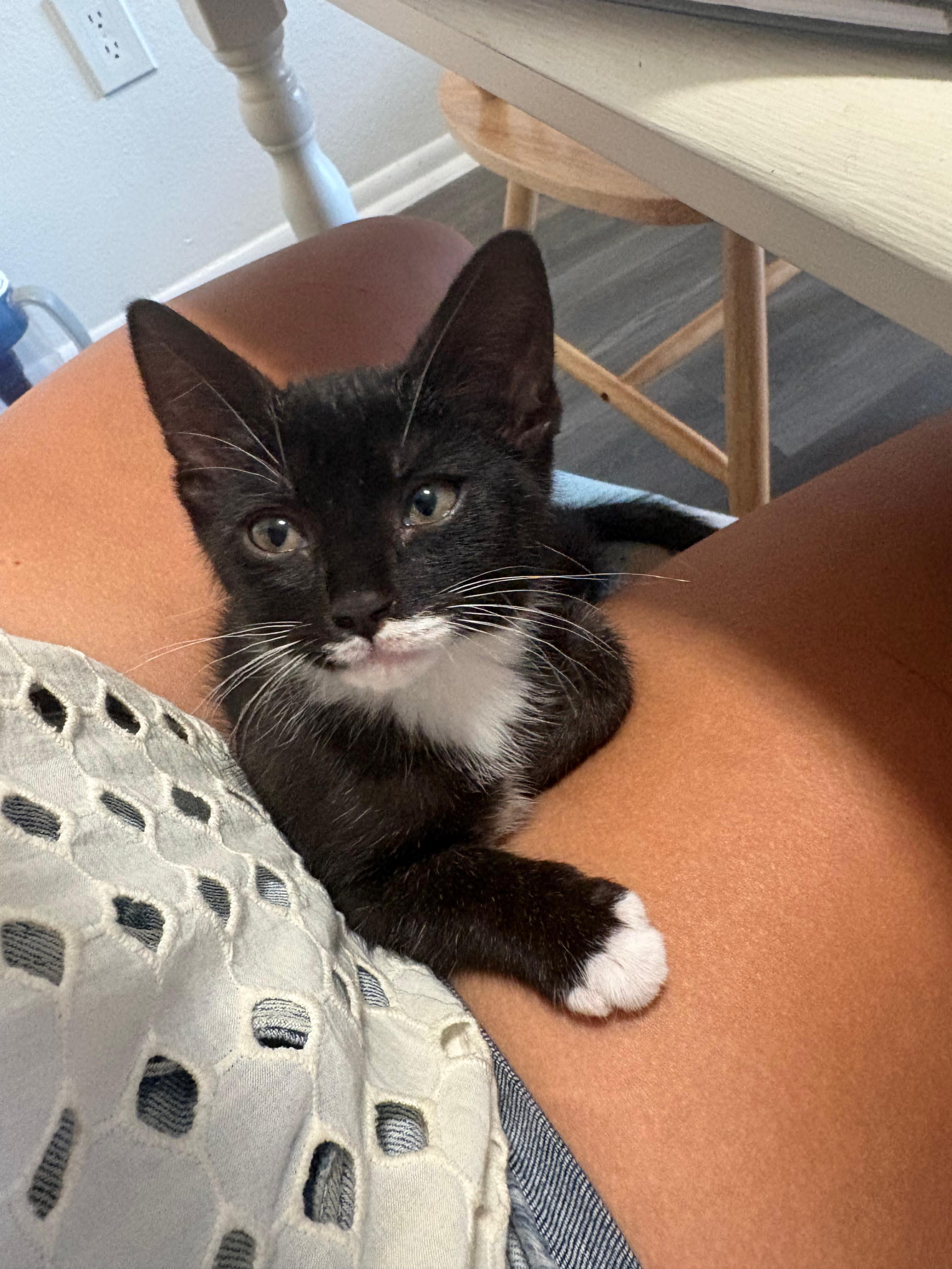 Enlarge Prince Florian, a Adopted Domestic Short Hair in St Petersburg, FL image 3/4