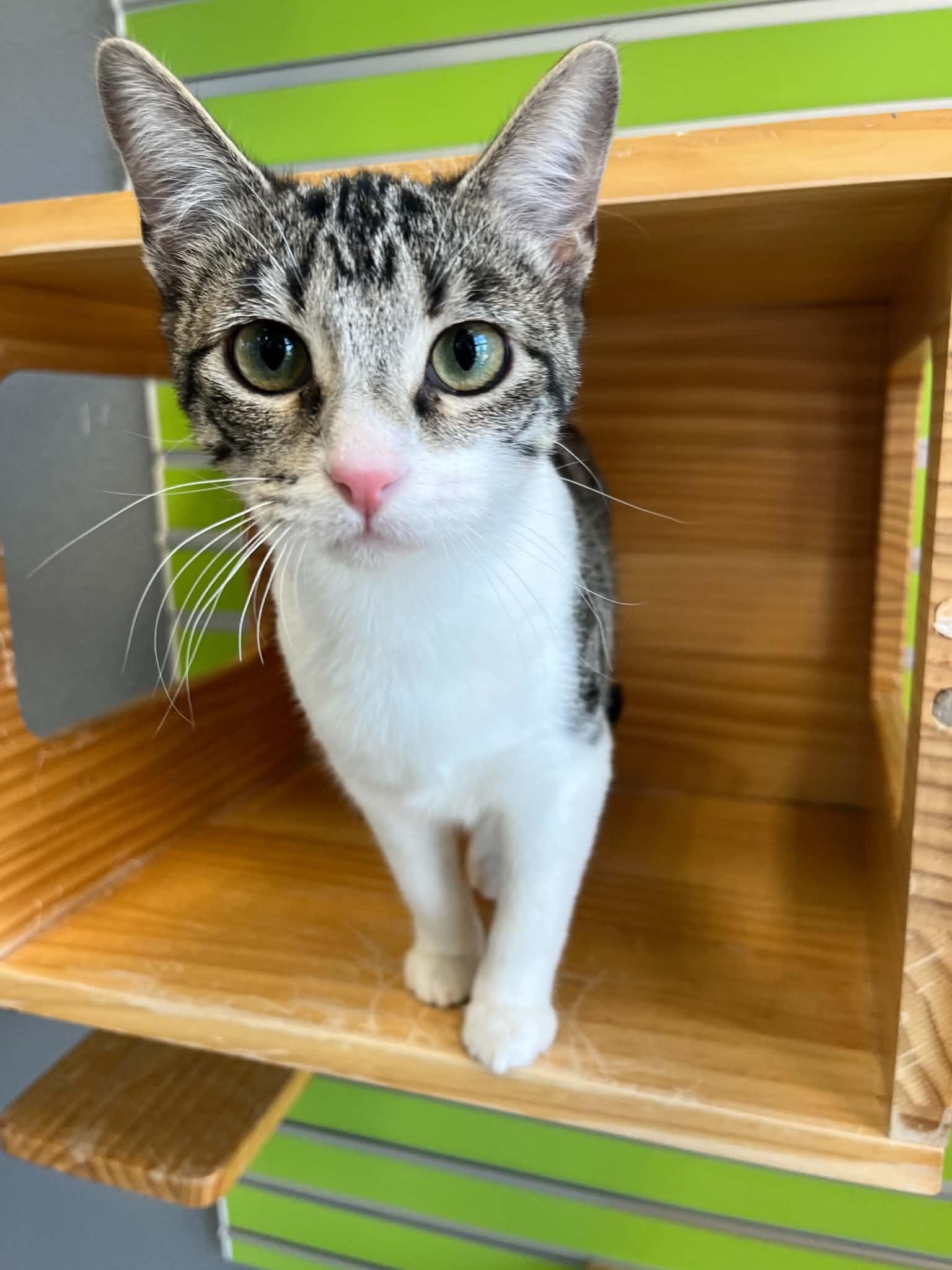 Meenie, Adopted, Young Female Domestic Short Hair.