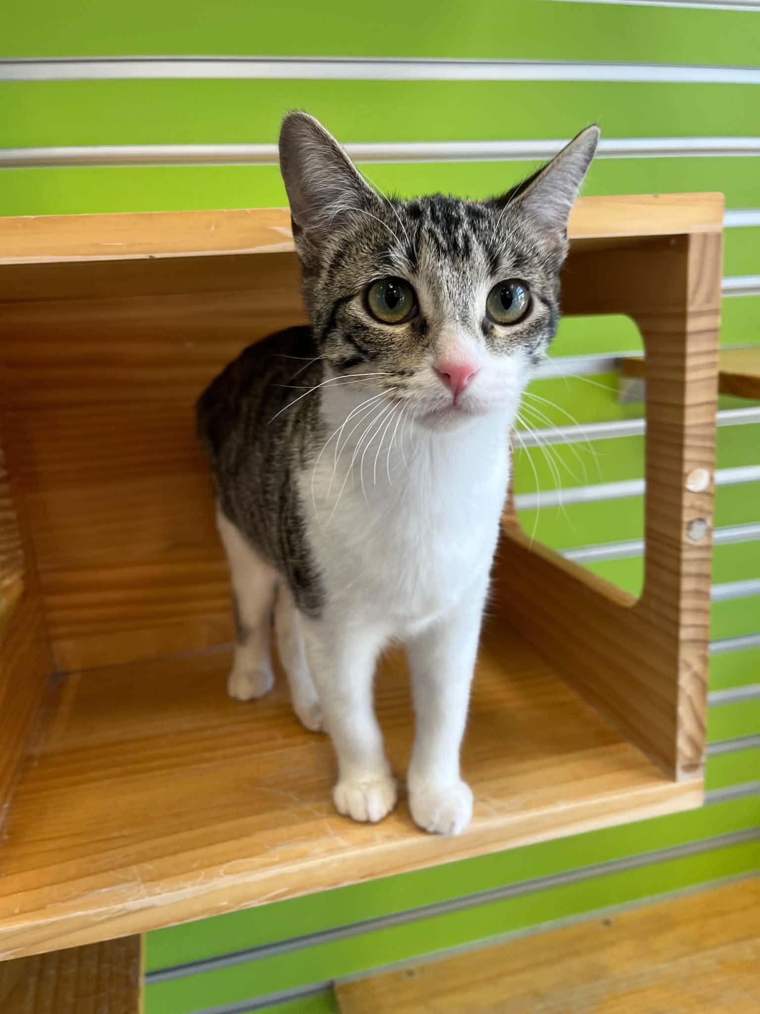 Enlarge Meenie, a Adopted mixed breed in Tyler, TX image 2/4