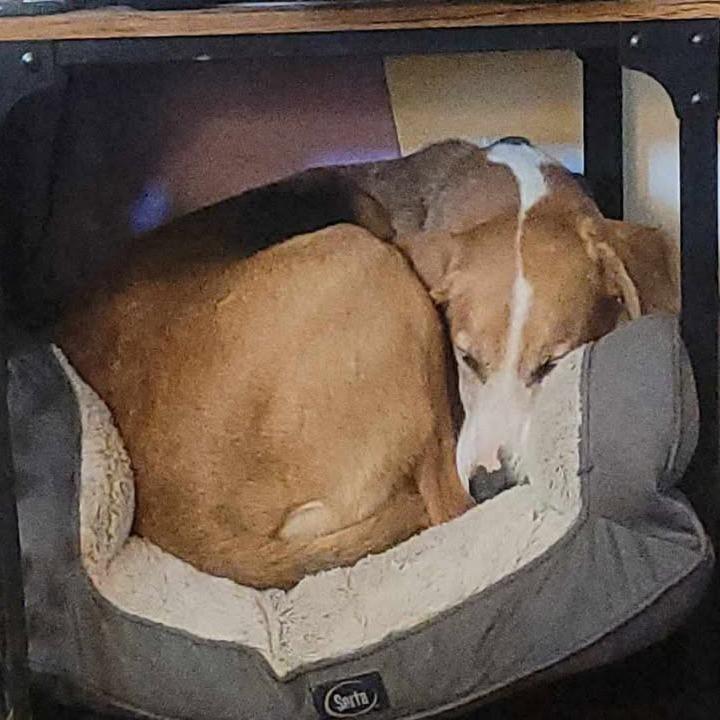 Jolly, Adoptable, Adult Male Foxhound.