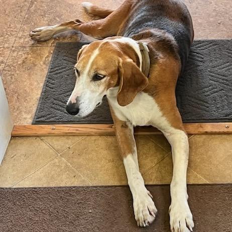 Enlarge Jolly, a Adoptable Foxhound in Troy, VA image 2/6