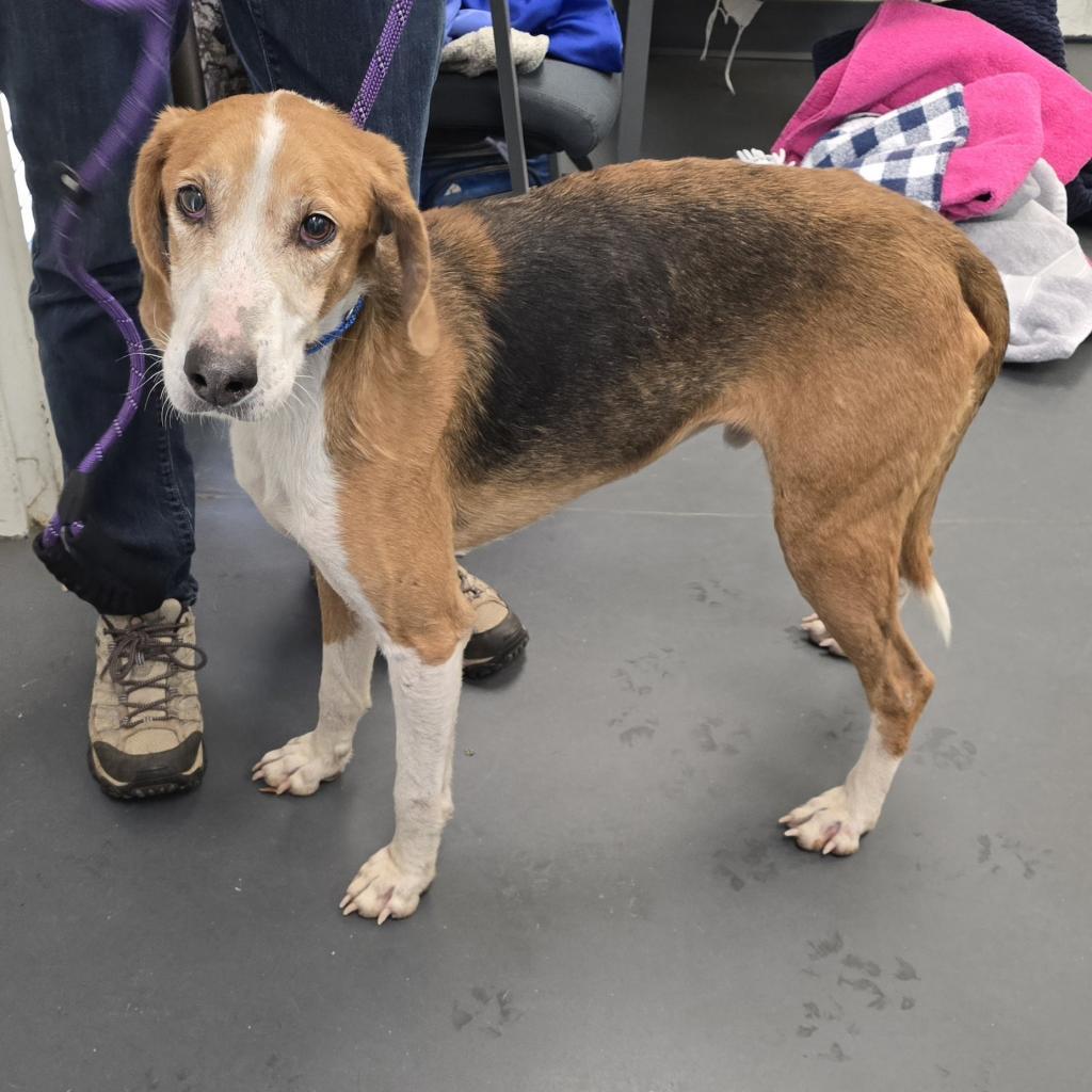 Enlarge Jolly, a Adoptable Foxhound in Troy, VA image 3/6