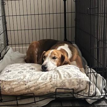 Enlarge Jolly, a Adoptable Foxhound in Troy, VA image 4/6