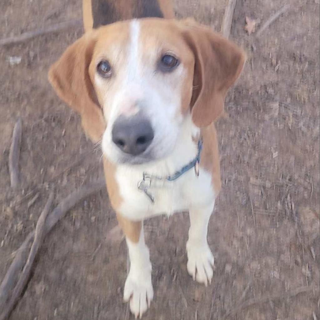 Enlarge Jolly, a Adoptable Foxhound in Troy, VA image 5/6