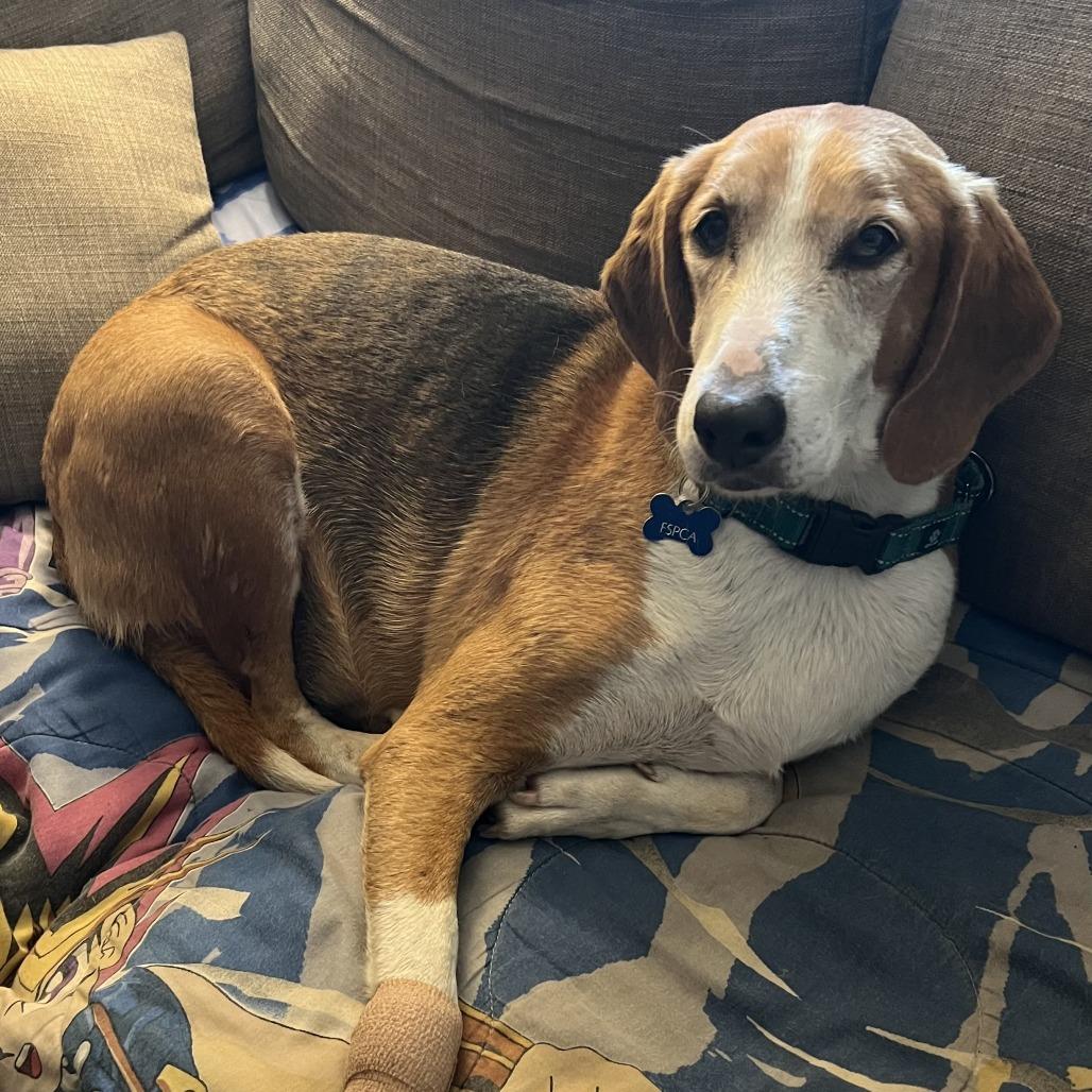 Enlarge Jolly, a Adoptable Foxhound in Troy, VA image 6/6