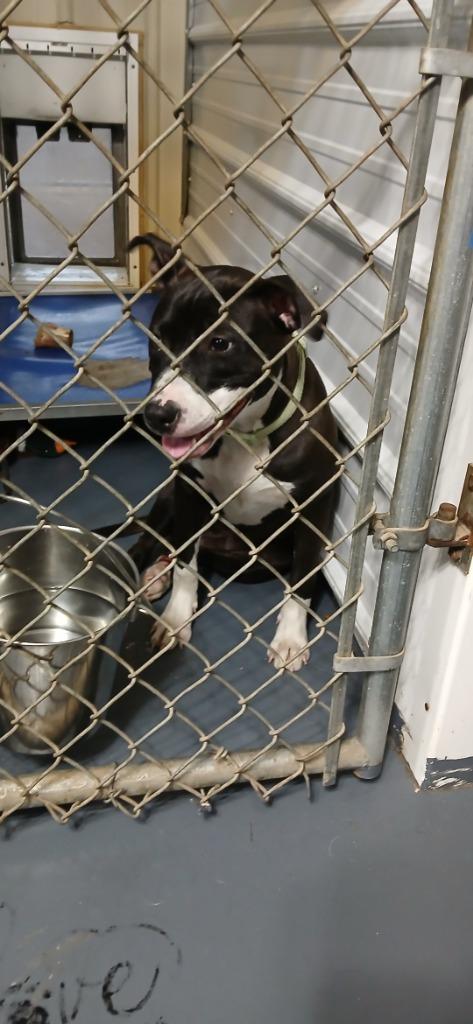 Penny, Adoptable, Young Female Mixed Breed.