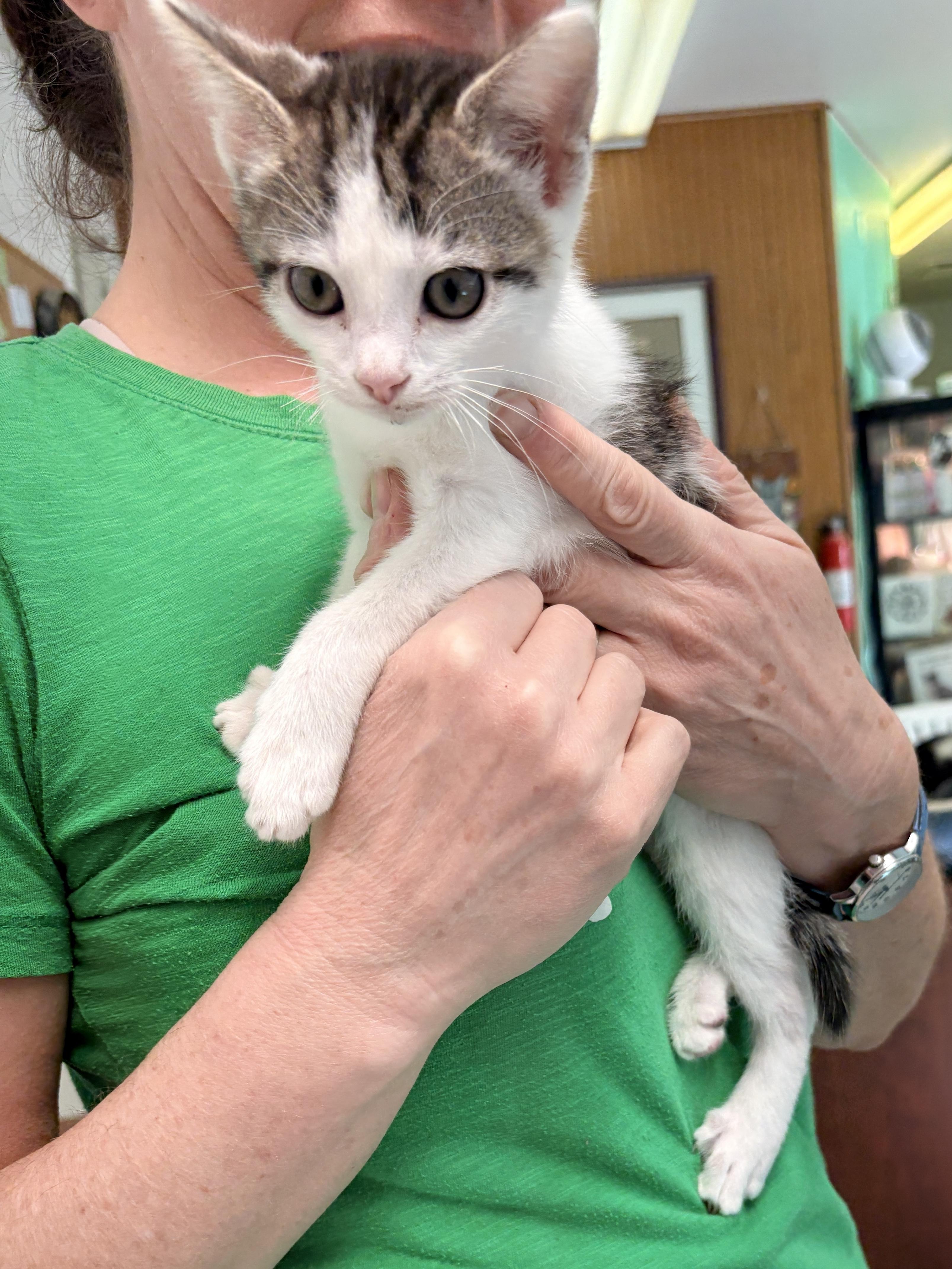 Enlarge Patches, a Adoptable Domestic Medium Hair in Quincy, CA image 1/5