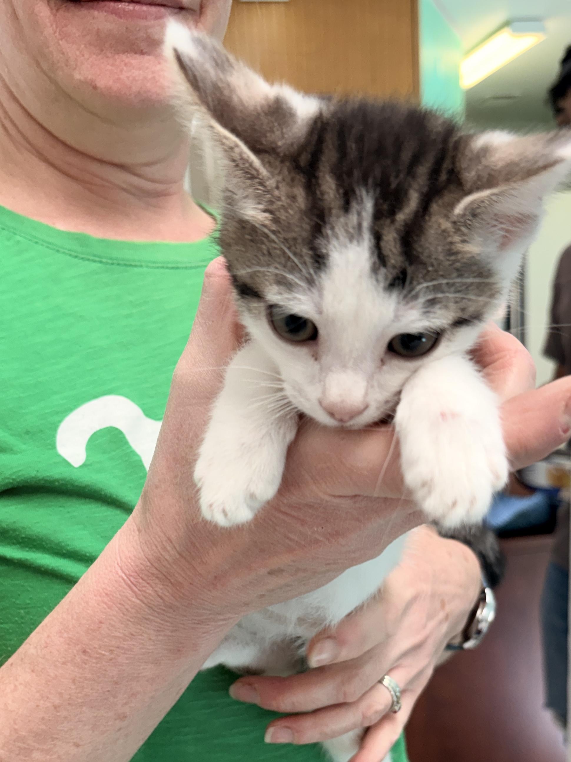 Enlarge Patches, a Adoptable Domestic Medium Hair in Quincy, CA image 5/5