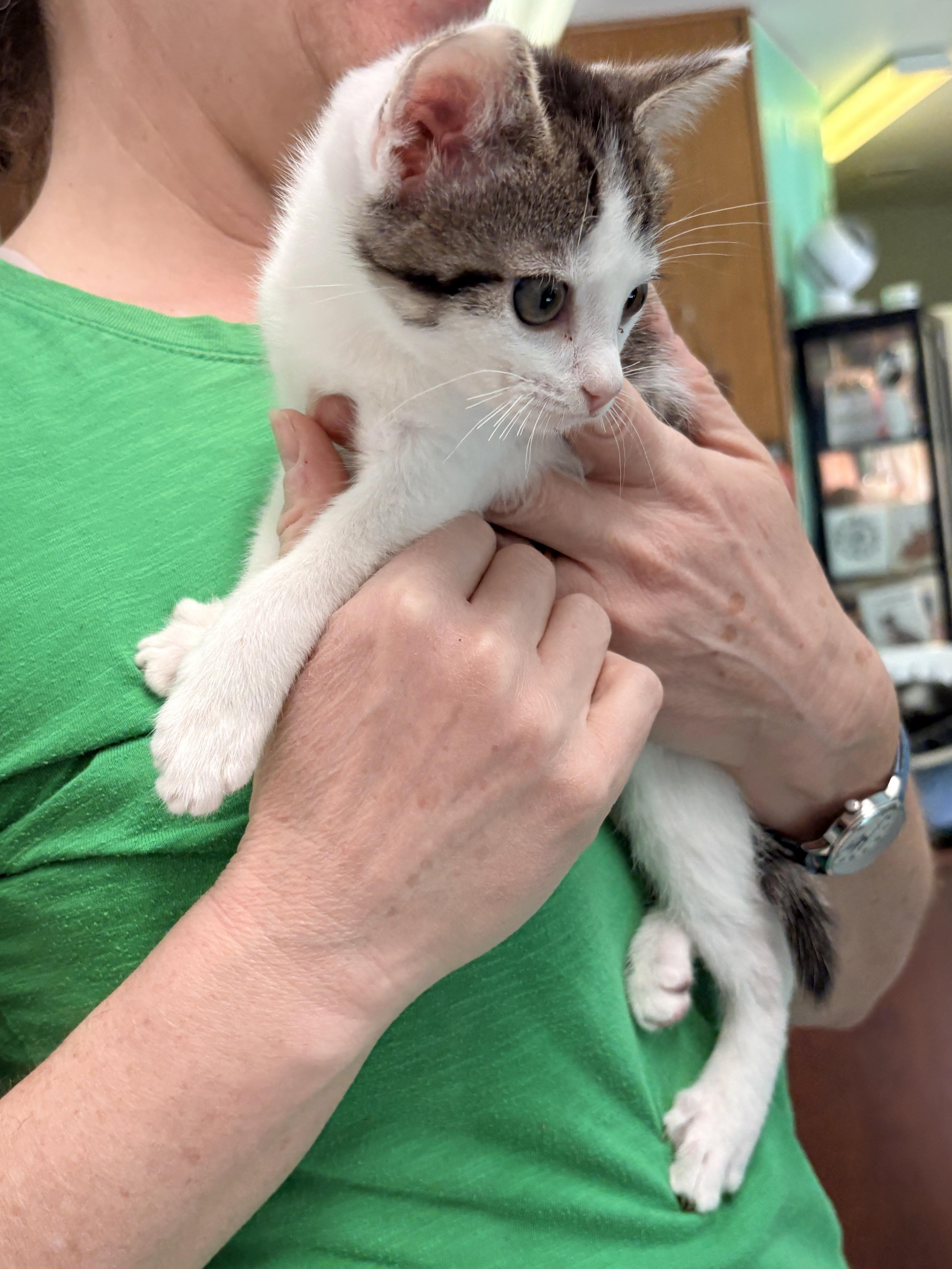 Enlarge Patches, a Adoptable Domestic Medium Hair in Quincy, CA image 4/5