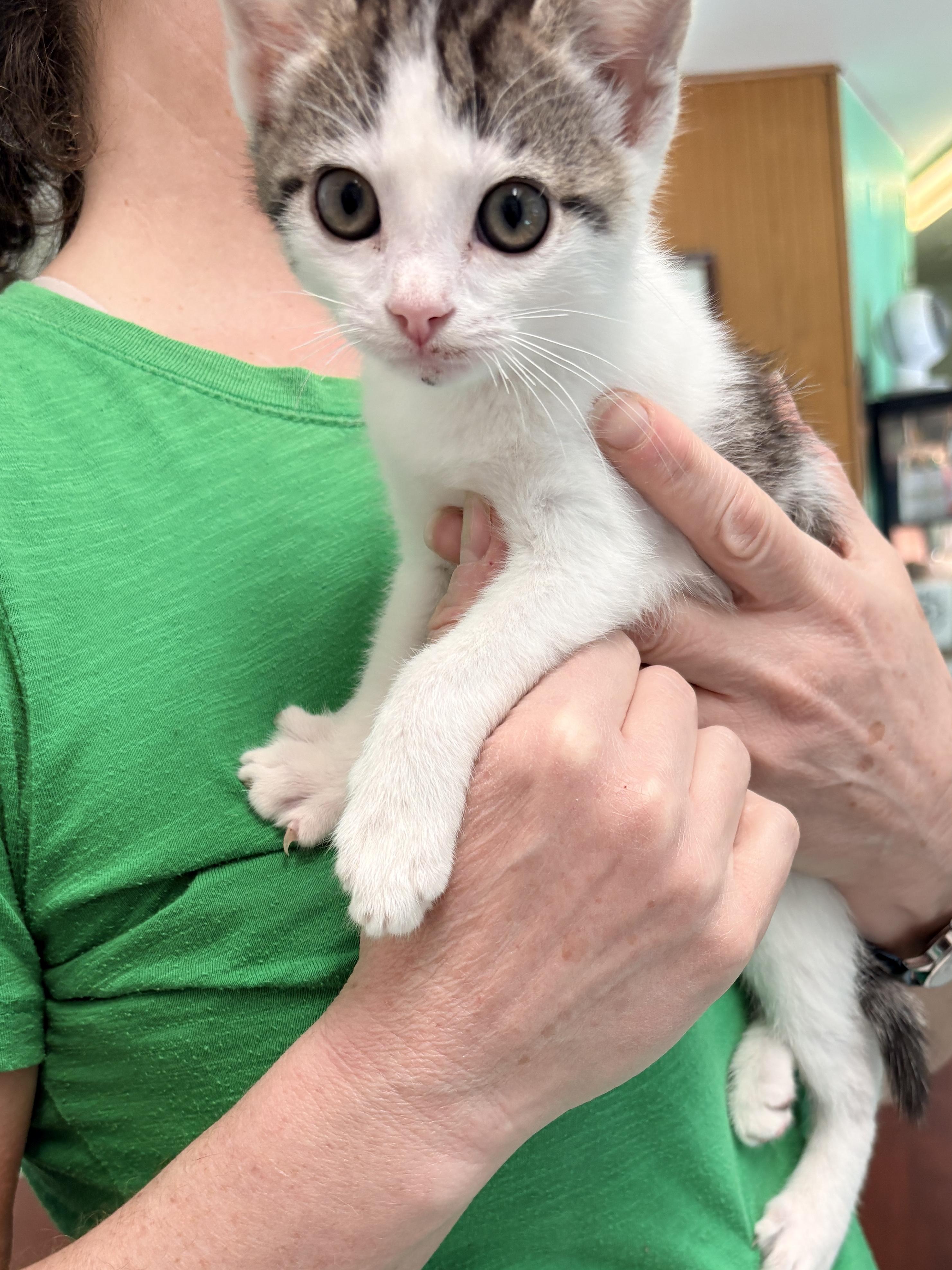 Enlarge Patches, a Adoptable Domestic Medium Hair in Quincy, CA image 3/5