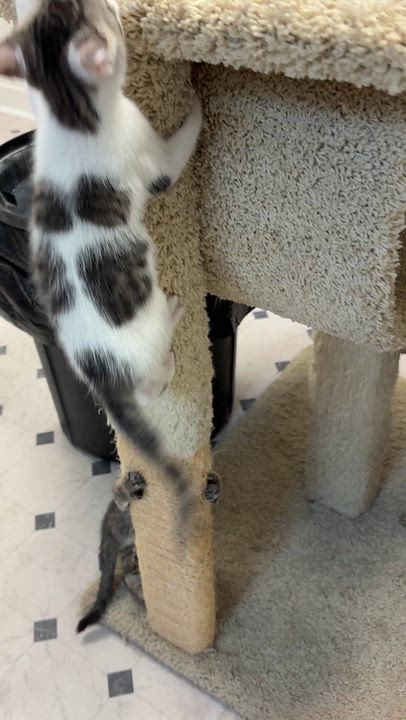 Enlarge Patches, a Adoptable Domestic Medium Hair in Quincy, CA video 2/5