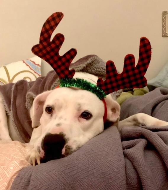 Enlarge Poppy, a Adoptable mixed breed in Lincoln Park, NJ image 1/6