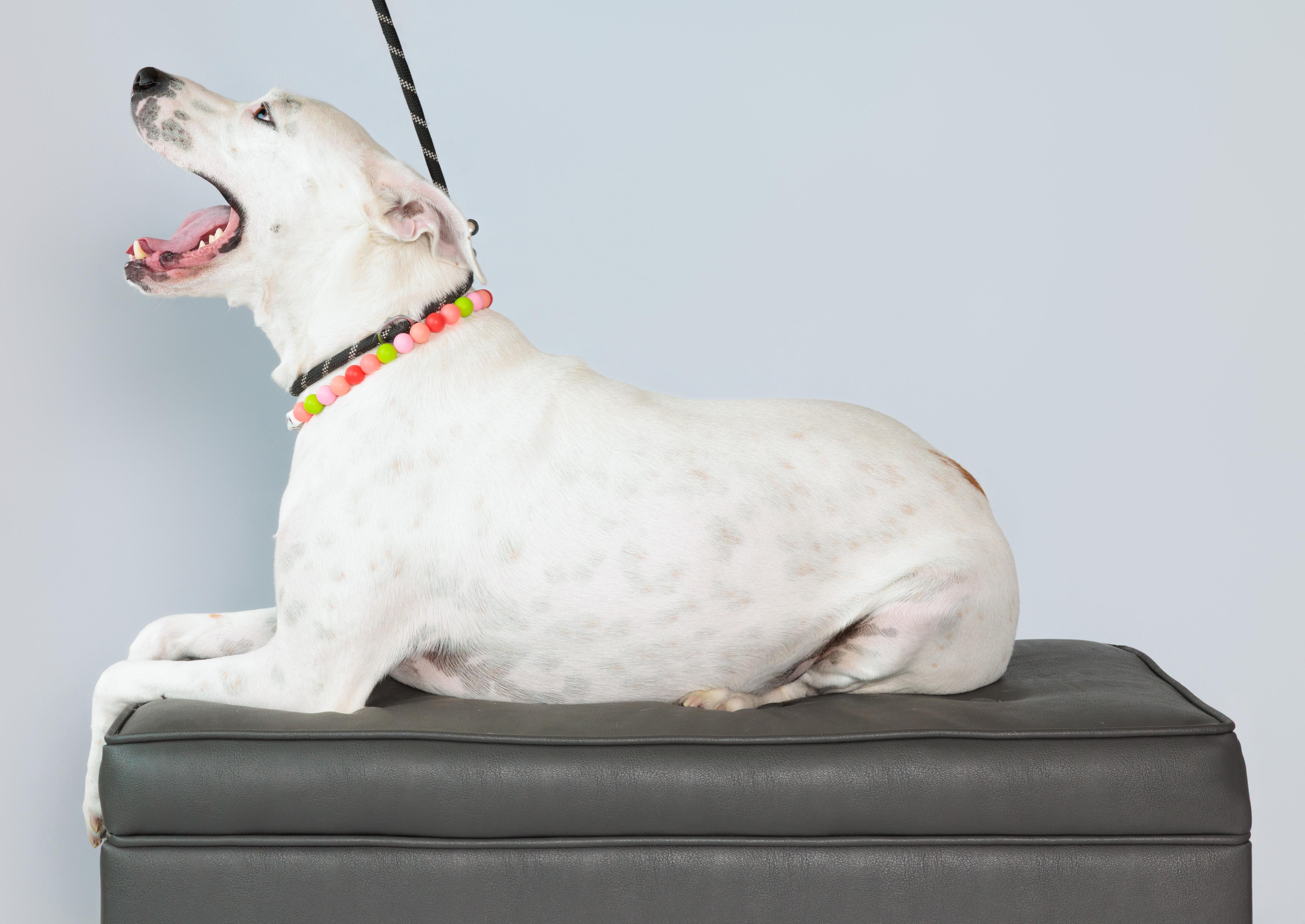 Enlarge Poppy, a Adoptable mixed breed in Lincoln Park, NJ image 2/6