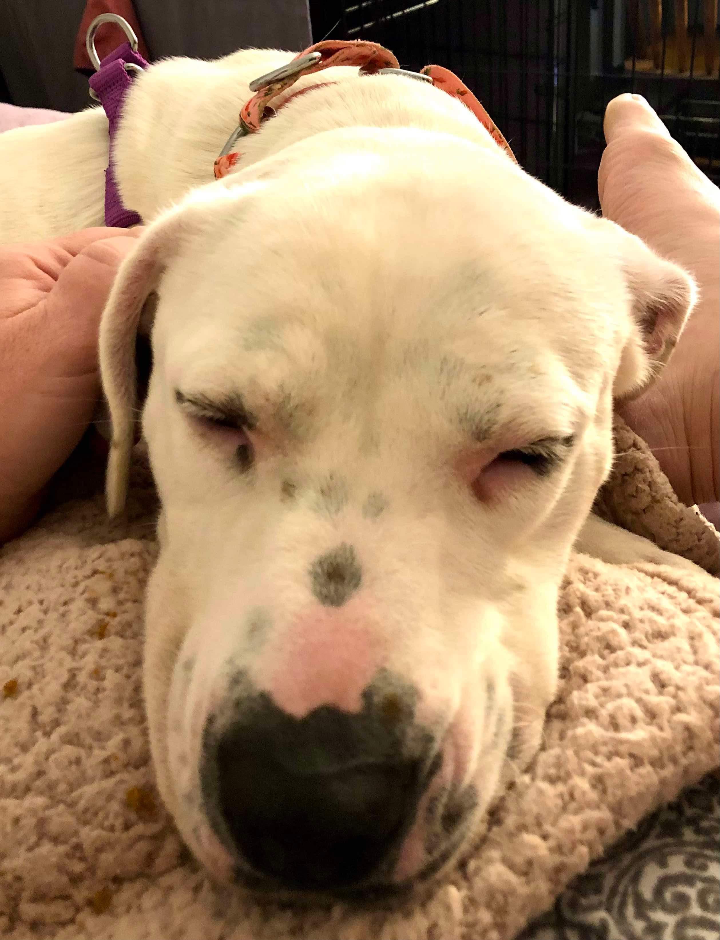 Enlarge Poppy, a Adoptable mixed breed in Lincoln Park, NJ image 3/6