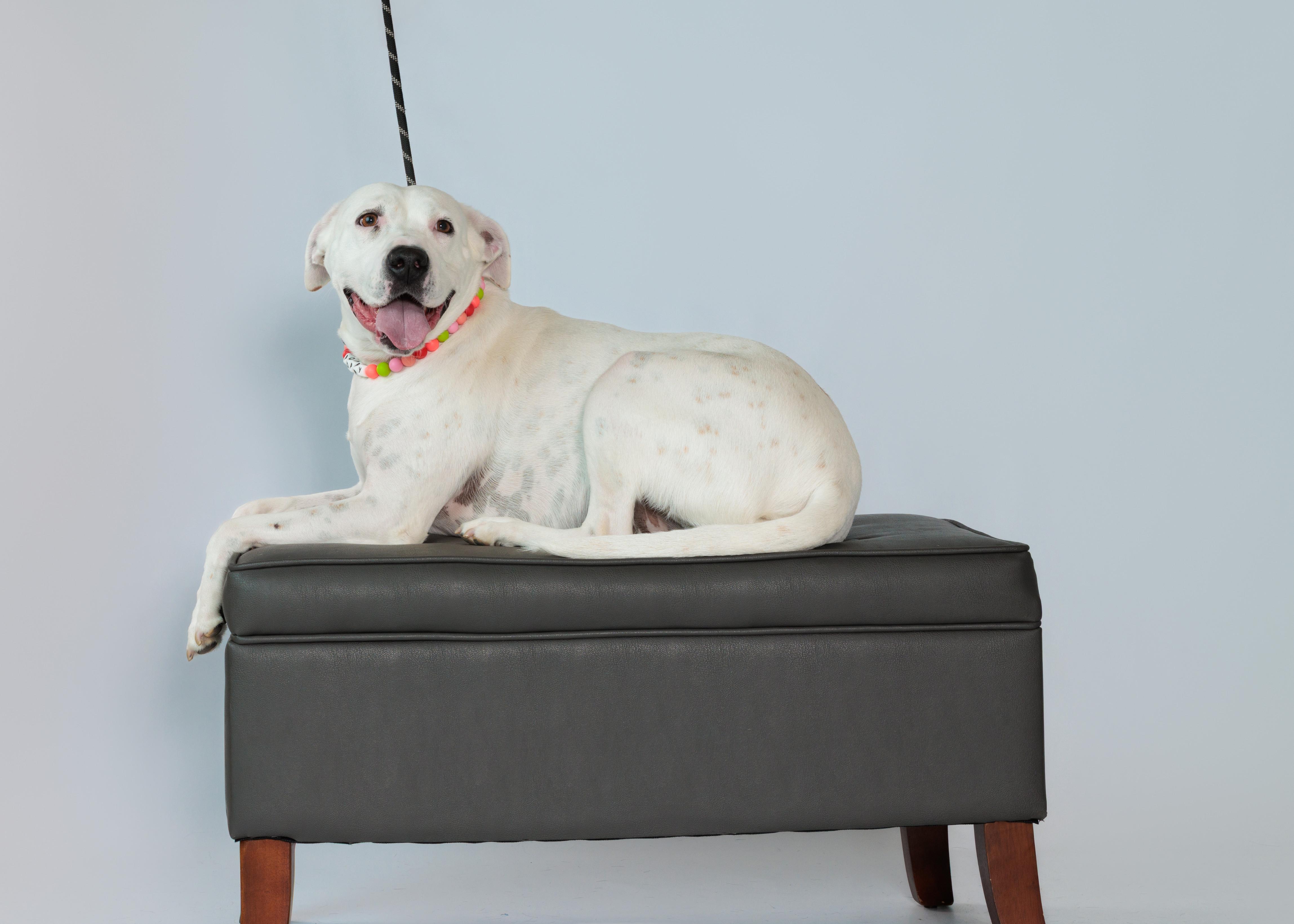 Enlarge Poppy, a Adoptable mixed breed in Lincoln Park, NJ image 4/6