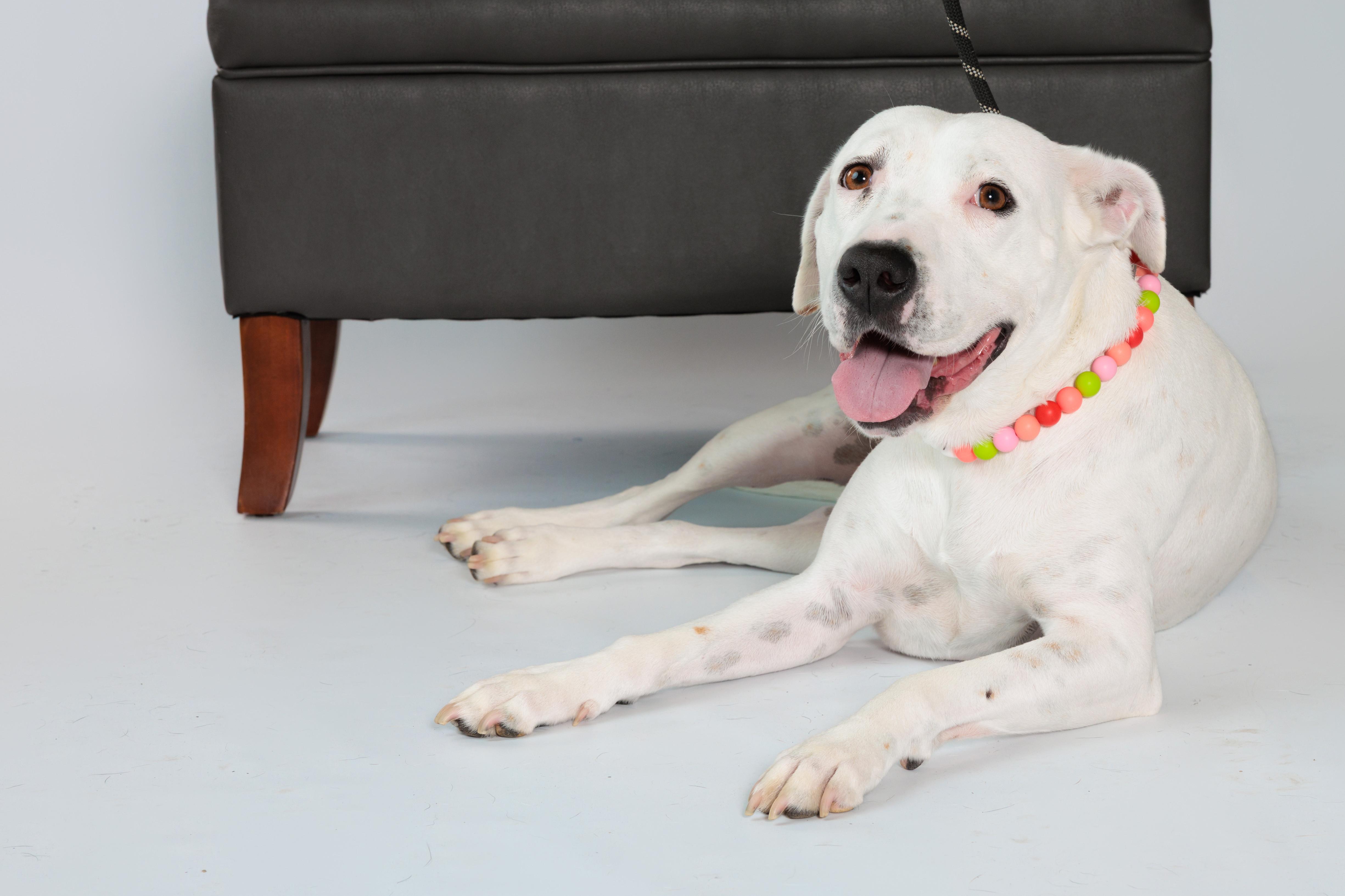 Enlarge Poppy, a Adoptable mixed breed in Lincoln Park, NJ image 6/6