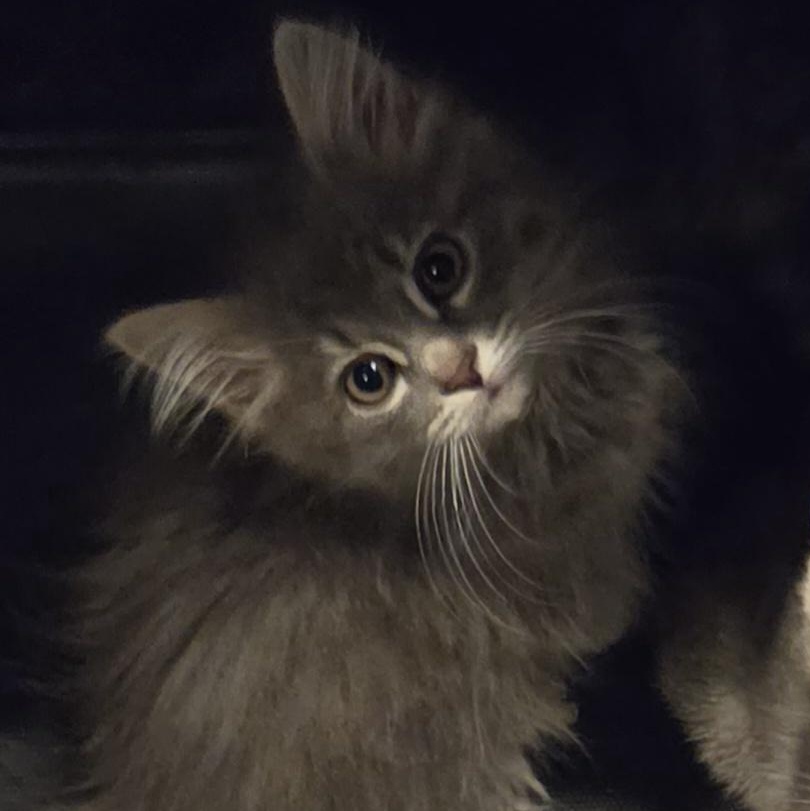 Virginia, Adoptable, Kitten Female Domestic Medium Hair.