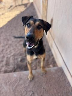 Enlarge Copper, a Adoptable mixed breed in Page, AZ image 1/4
