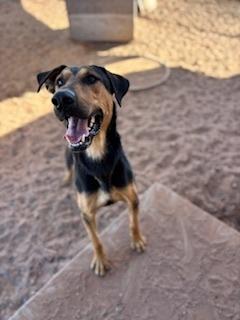 Enlarge Copper, a Adoptable mixed breed in Page, AZ image 2/4
