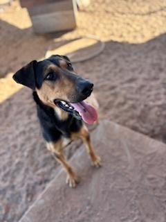 Enlarge Copper, a Adoptable mixed breed in Page, AZ image 3/4