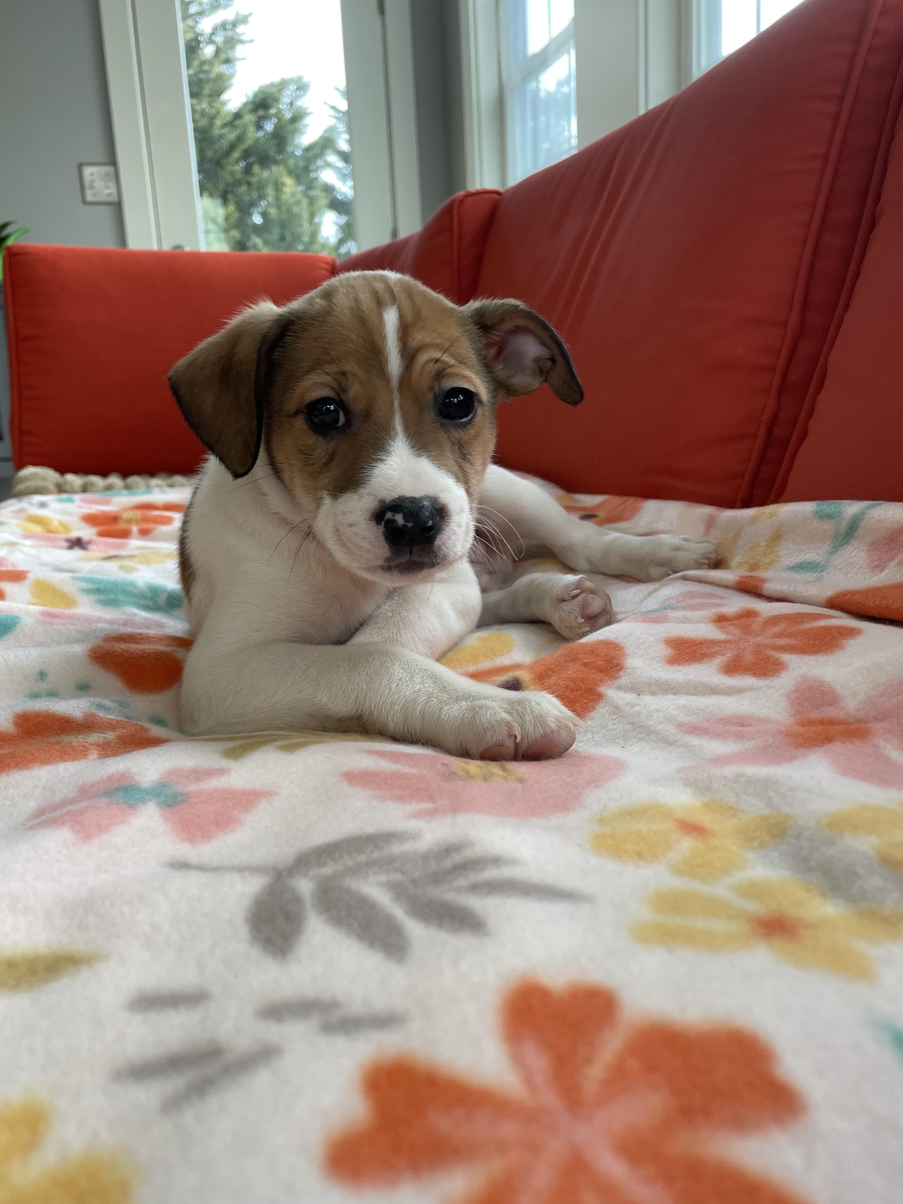 Enlarge Al, a ADOPTABLE Mixed Breed in Columbia, MD image 3/4