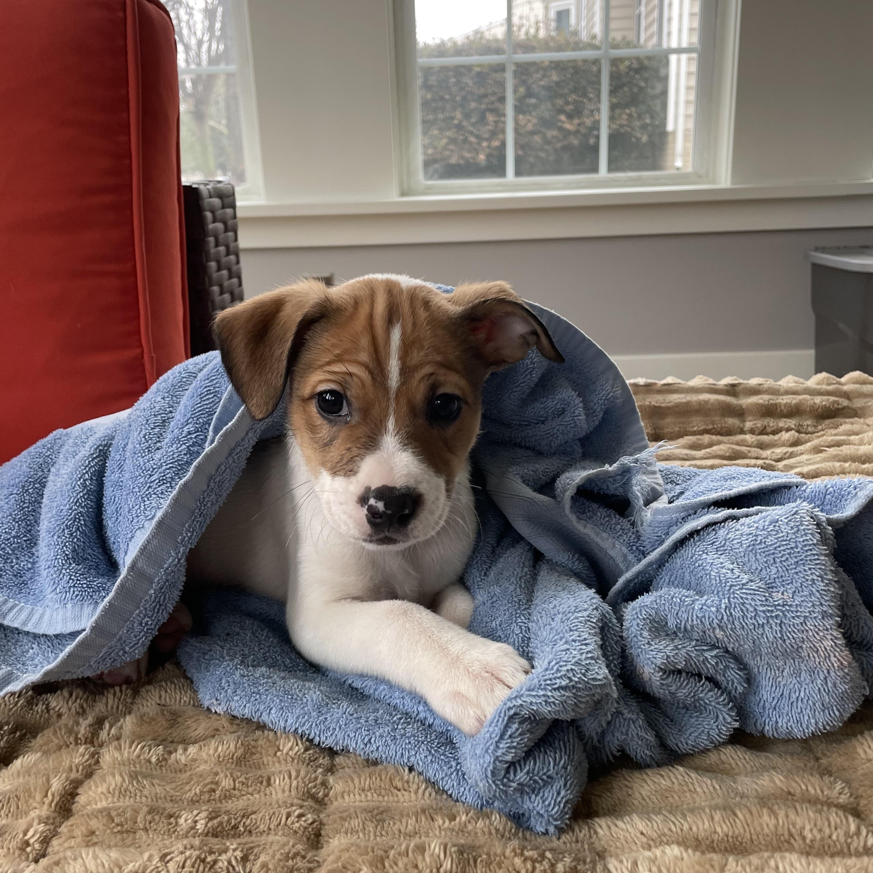 Enlarge Al, a ADOPTABLE Mixed Breed in Columbia, MD image 2/4