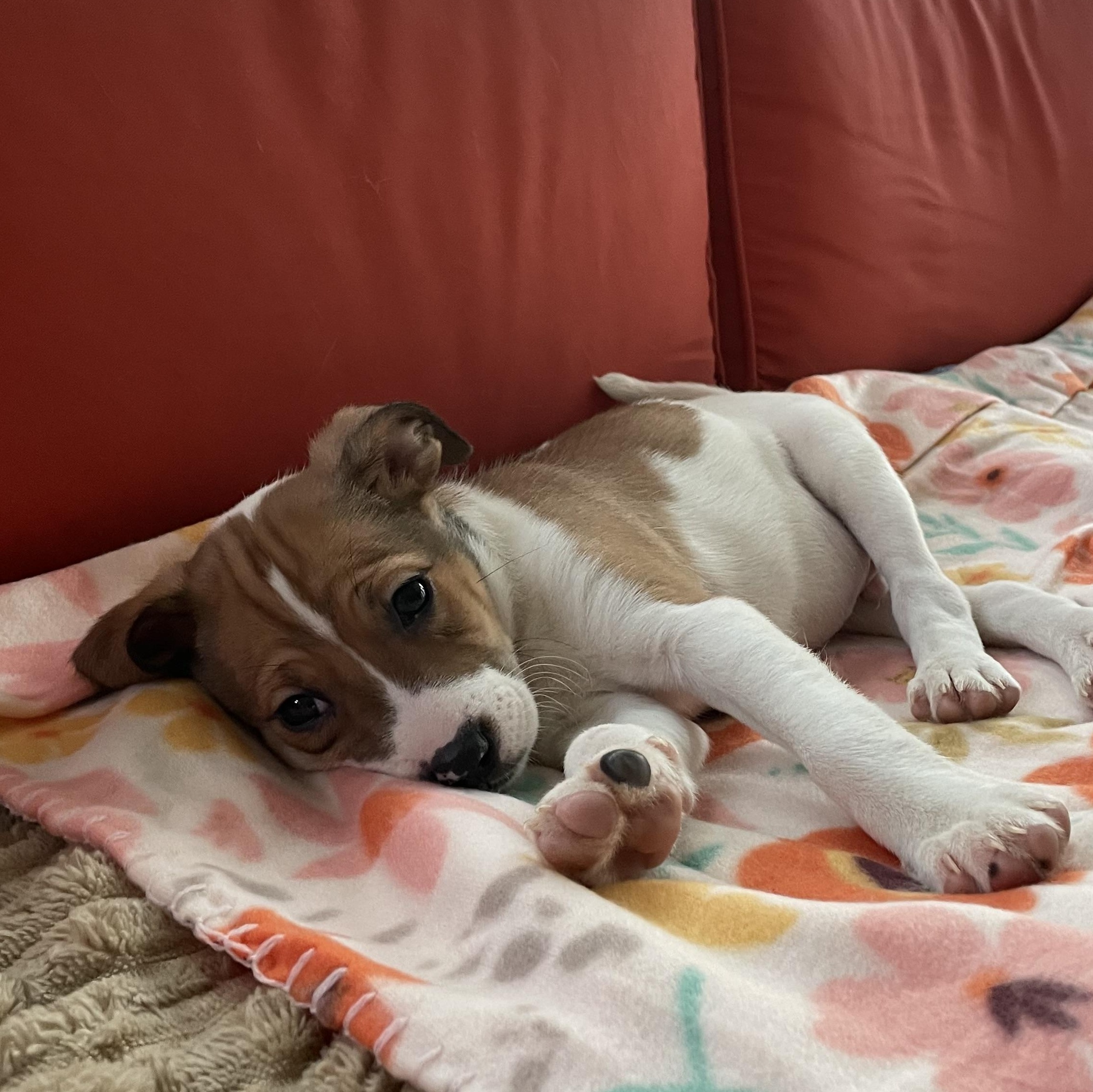 Enlarge Al, a ADOPTABLE Mixed Breed in Columbia, MD image 4/4