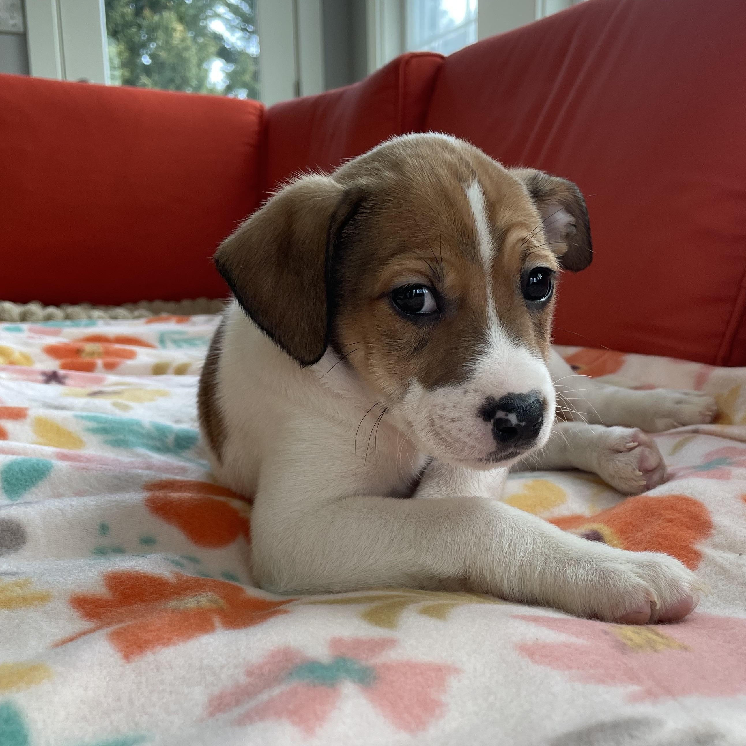 Enlarge Al, a ADOPTABLE Mixed Breed in Columbia, MD image 1/4