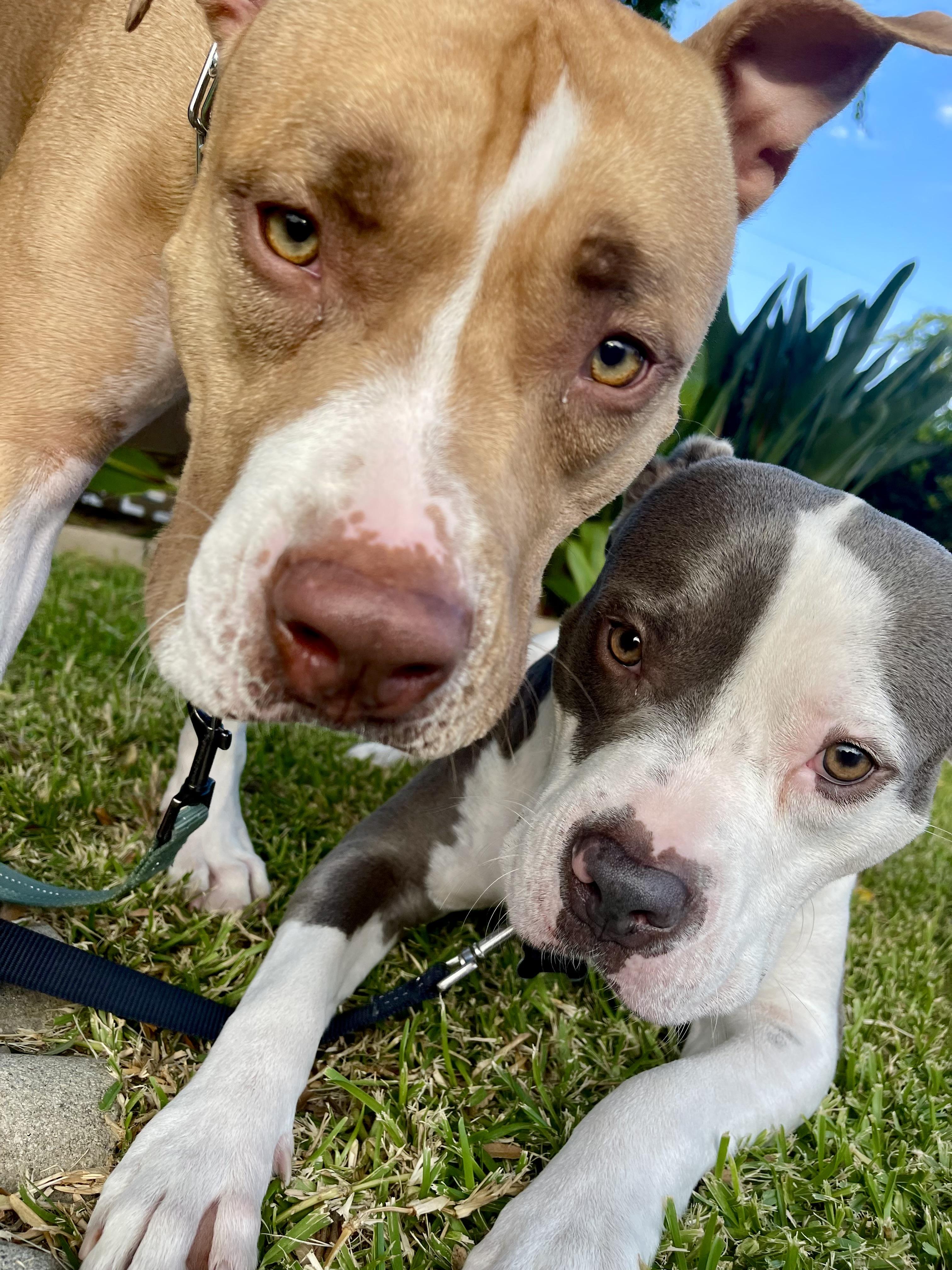 Enlarge Luna , a ADOPTABLE American Staffordshire Terrier in North Hollywood, CA image 4/5