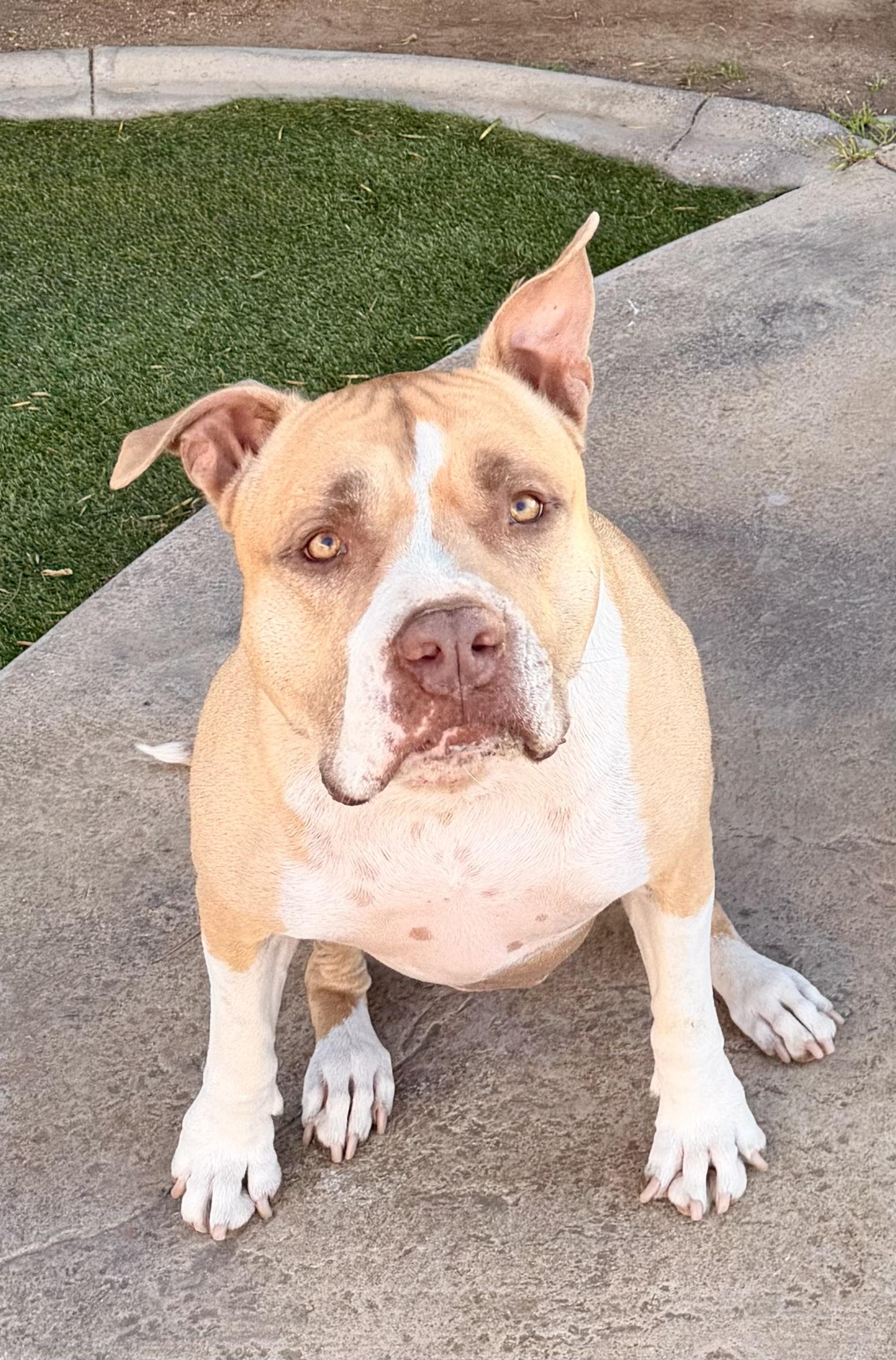 Enlarge Luna , a ADOPTABLE American Staffordshire Terrier in North Hollywood, CA image 1/5
