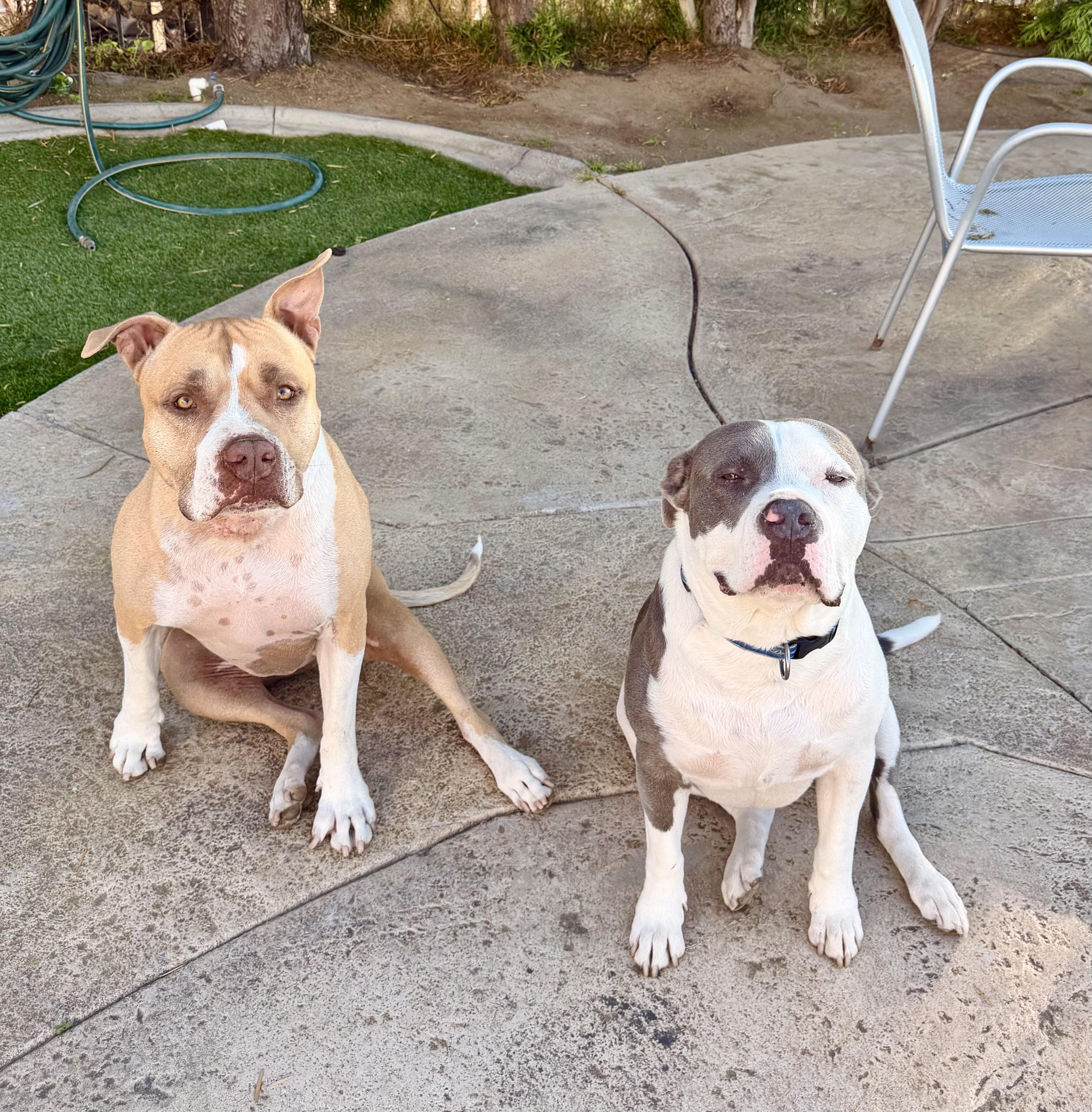 Enlarge Luna , a ADOPTABLE American Staffordshire Terrier in North Hollywood, CA image 3/5