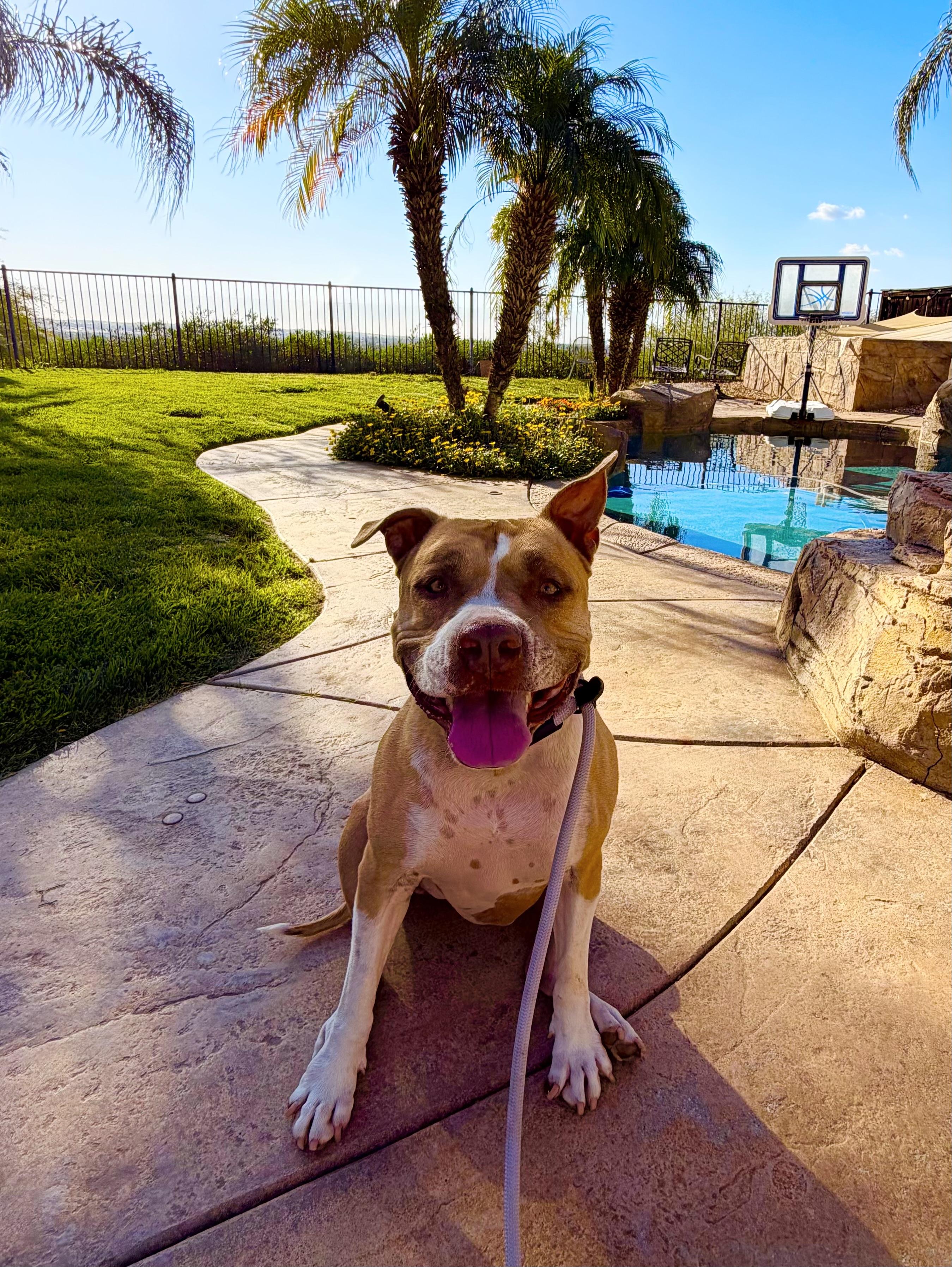 Enlarge Luna , a ADOPTABLE American Staffordshire Terrier in North Hollywood, CA image 2/5