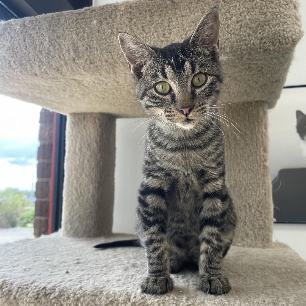 Oliver Twist, a Adoptable Domestic Short Hair in Springfield, MO image 1/6