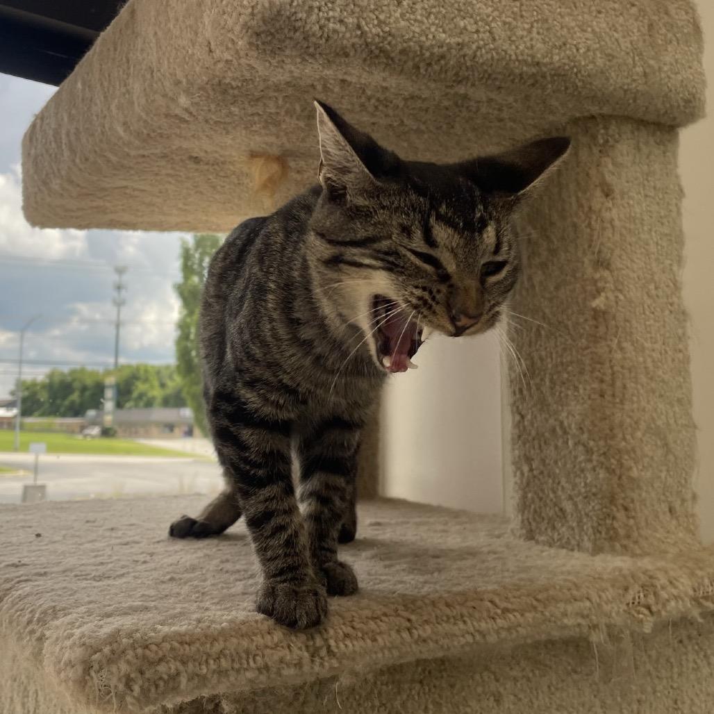 Oliver Twist, a Adoptable Domestic Short Hair in Springfield, MO image 2/6